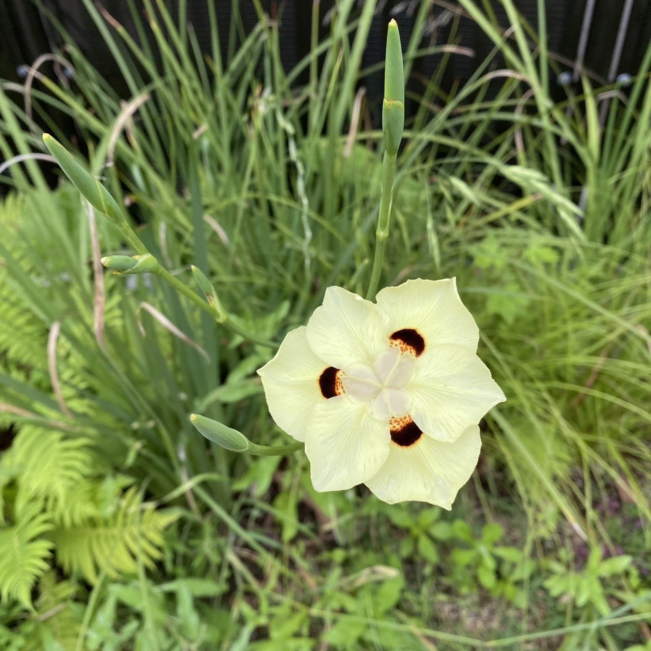 はななつ のはらの夏の花 2022年7月〜｜シモキタ園藝部