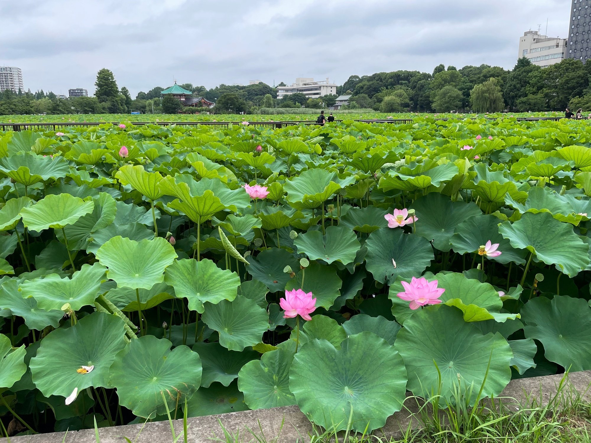 不忍池へ、蓮を観に。｜花と日々 yas