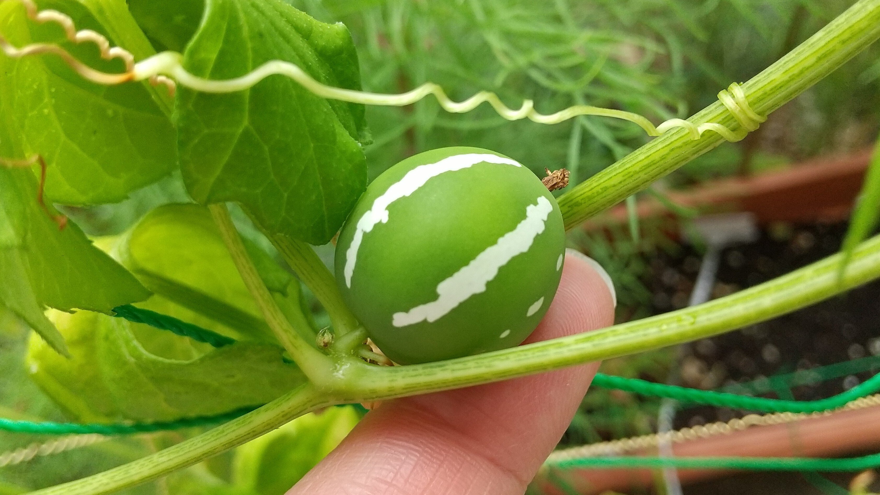 癒しの植物 1琉球オモチャウリ Manon Note 癒しの植物 1琉球オモチャウリ Manon Note