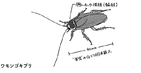 ゴキブリにも種類があります イースト プレス公式note Note