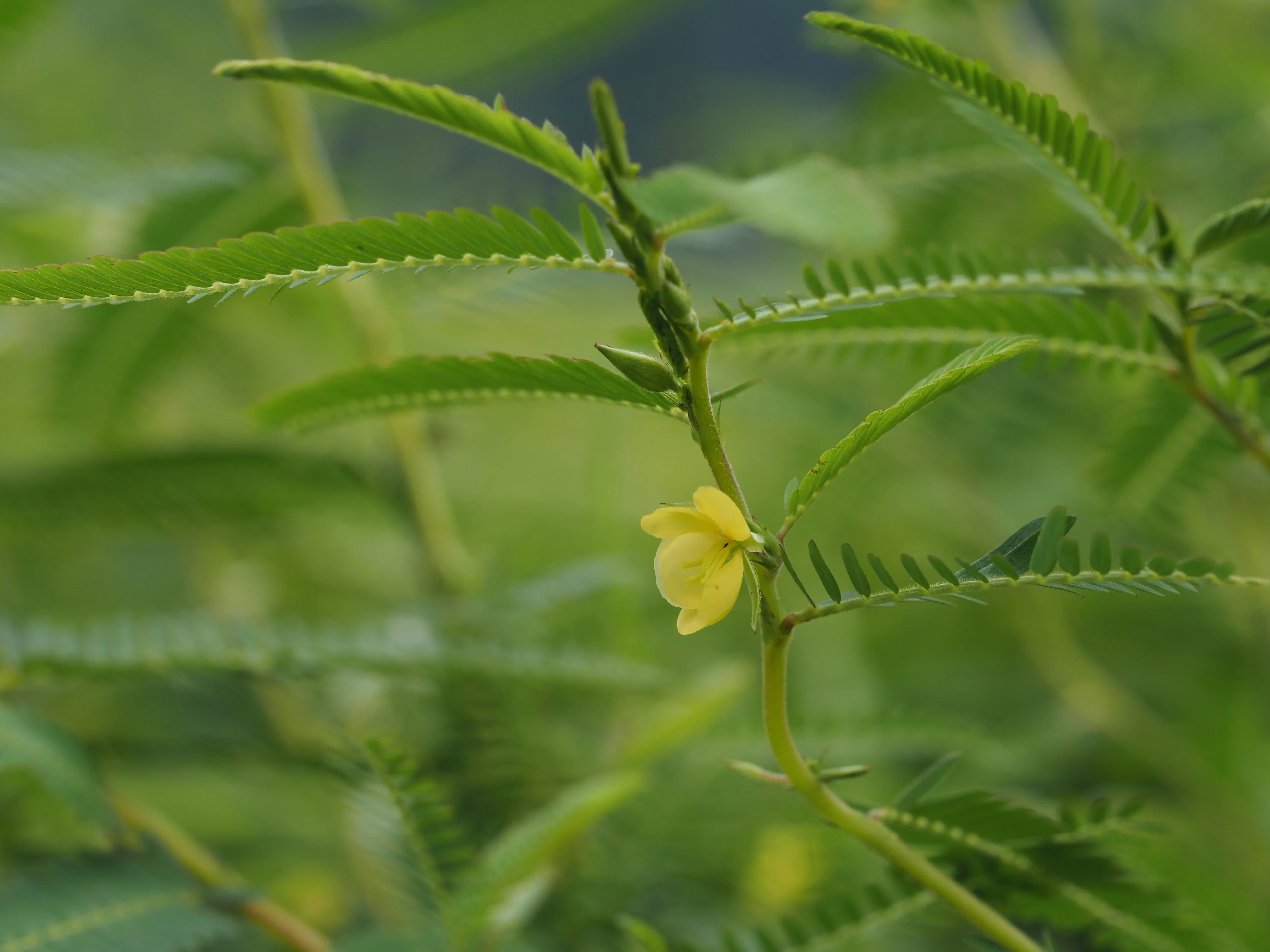 カワラケツメイってどんな植物？｜岡田 遼太郎