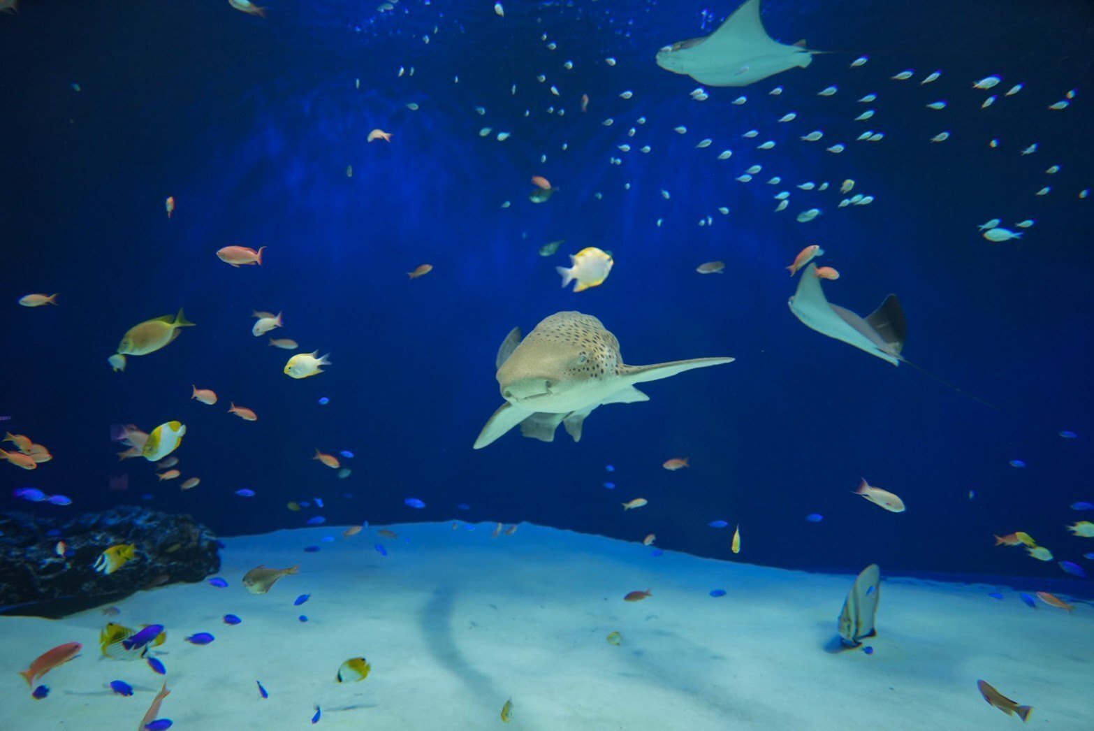 hapinesm様用　海神の秘宝　奇跡のエンジェルローズギャラクシーアクアマリン hapinesm様用 海神の秘宝 奇跡のエンジェルローズギャラクシー