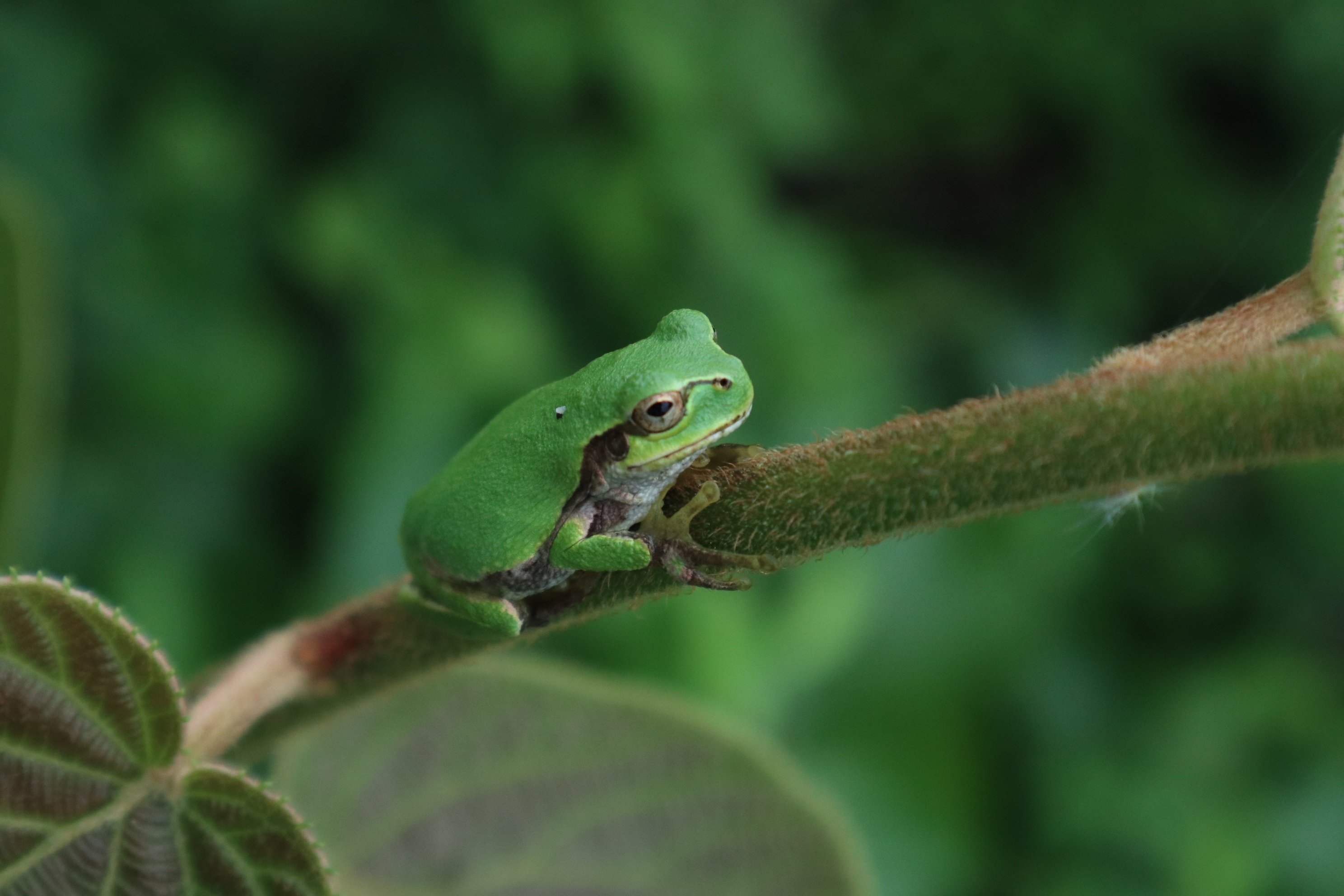 山田のかえるちゃん紹介｜えみりの山田くらし