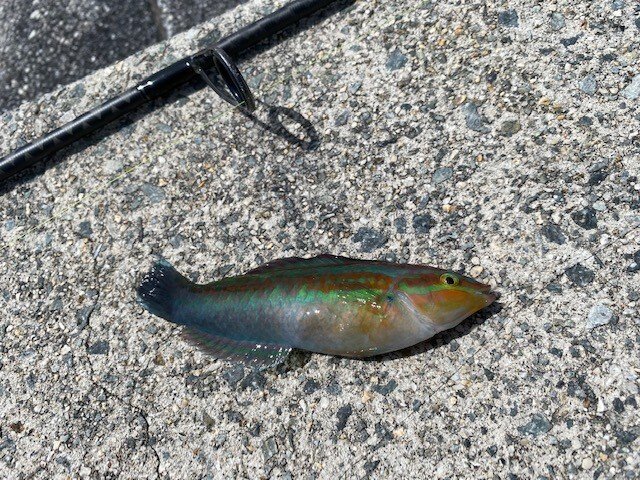 淡路島にある翼港でちょい投げ釣り 胴付き釣りやサビキ釣りをしてみた アジや 高級ベラのキュウセンが釣れた 龍キング 釣り Note
