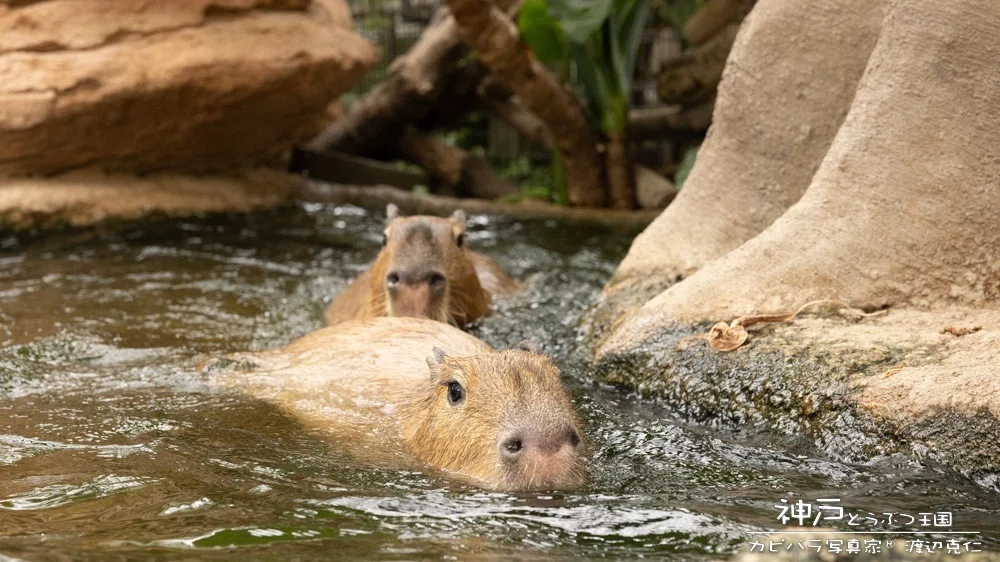カピバラ All-Weather, All-Ages: Kobe Animal Kingdom｜カピバラ写真家〇渡辺克仁