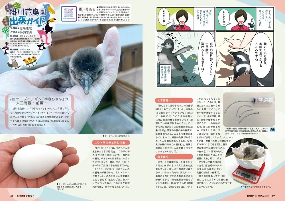 BIRDER8月号の見どころ｜ブンイチ（文一総合出版）