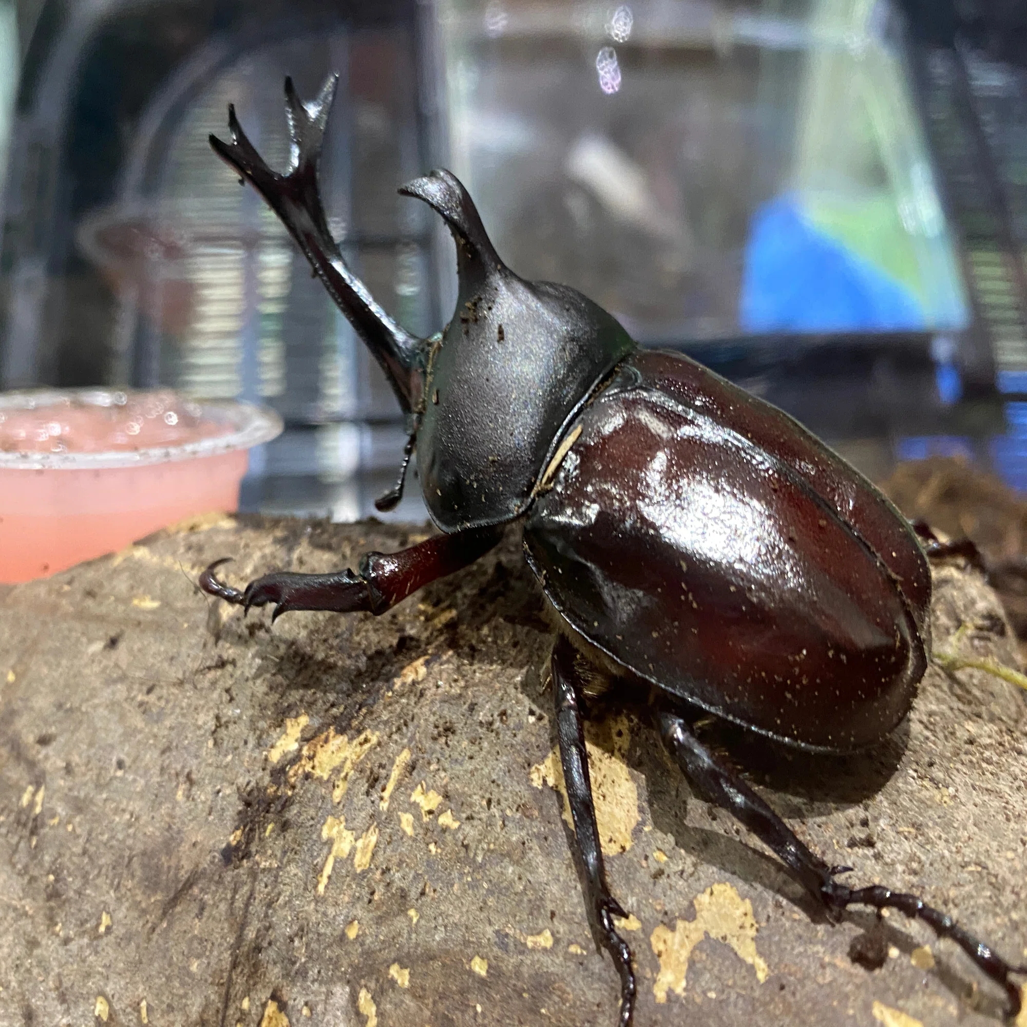 カブトムシの羽化 川崎市黒川青少年野外活動センター Note