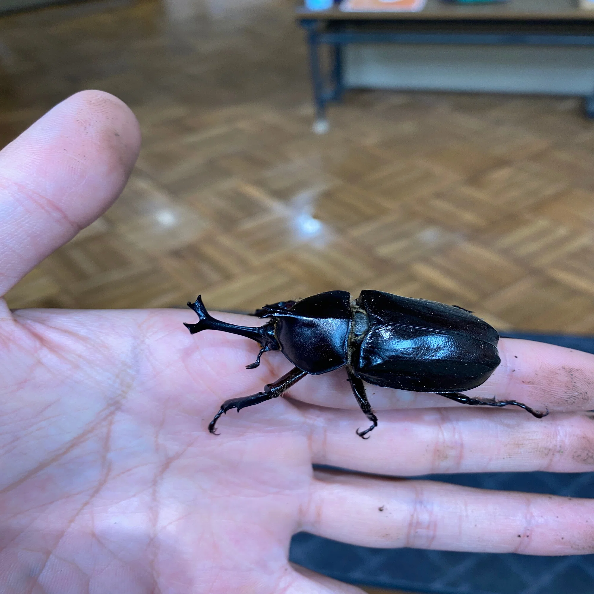 カブトムシの羽化 川崎市黒川青少年野外活動センター Note
