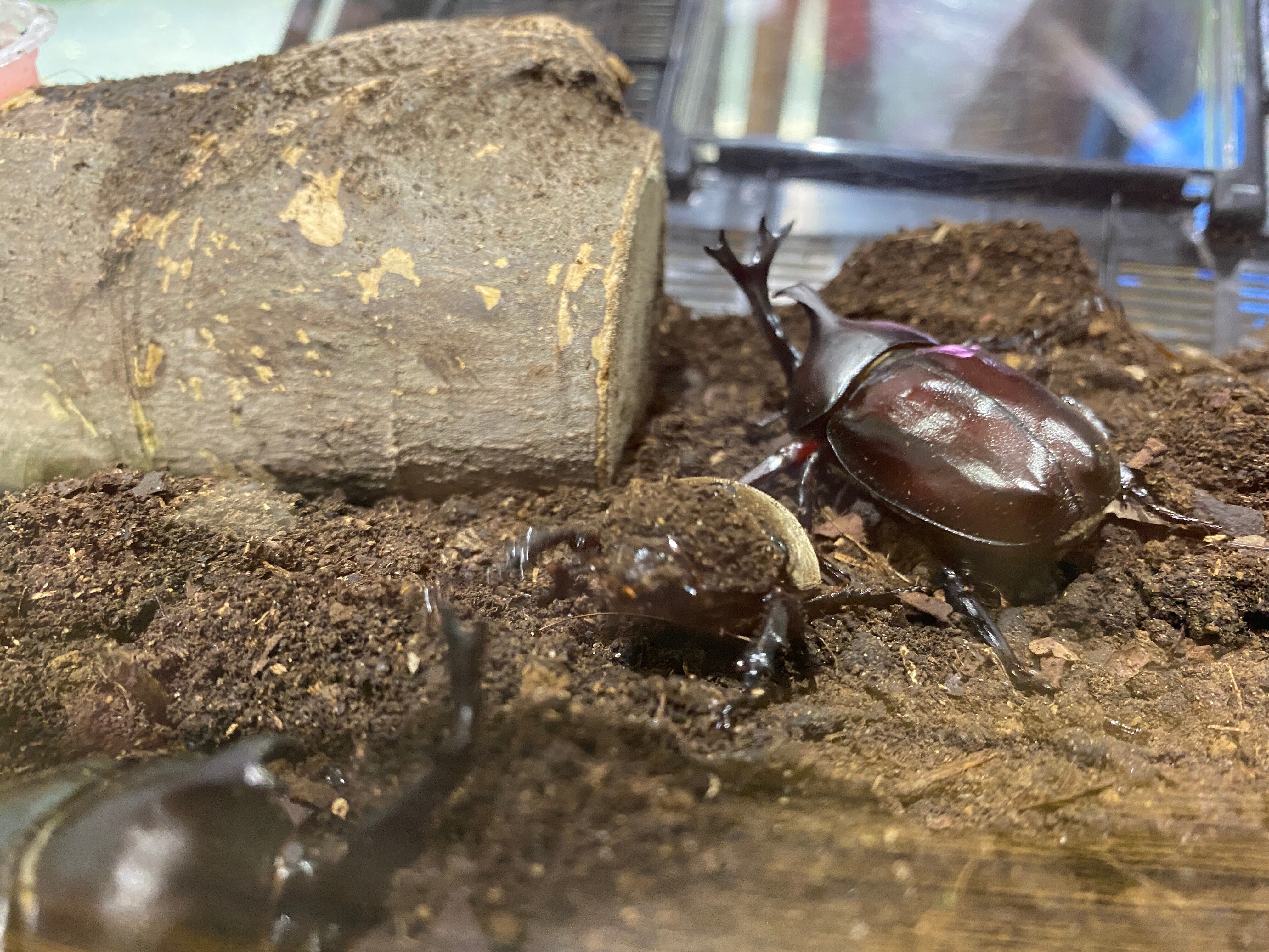 カブトムシの羽化｜川崎市黒川青少年野外活動センター