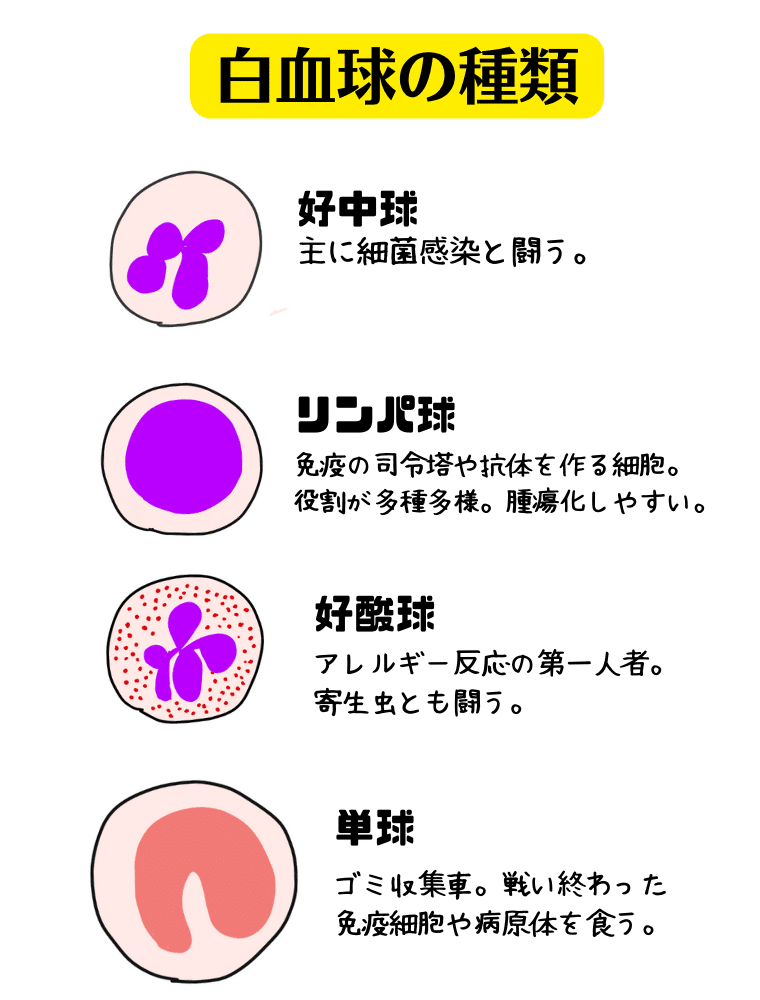 血液検査で調べる項目まるっと解説集|犬猫の獣医師あんじゅ先生 血液検査で調べる項目まるっと解説集|犬猫の獣医師あんじゅ先生