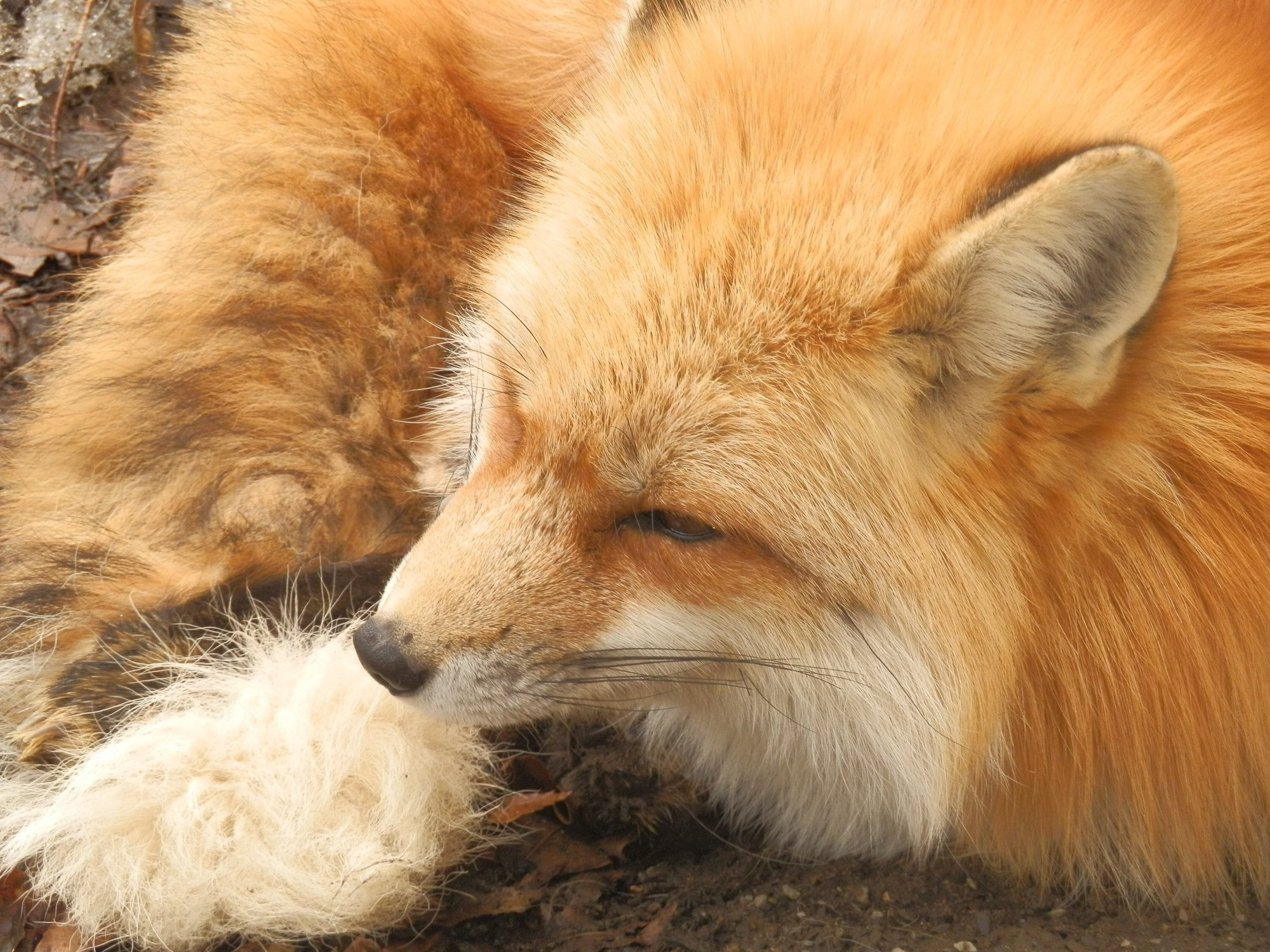 キツネ村 お狐さまをモフろう E Kan株式会社 Note キツネ村 お狐さまをモフろう E Kan株式会社 Note
