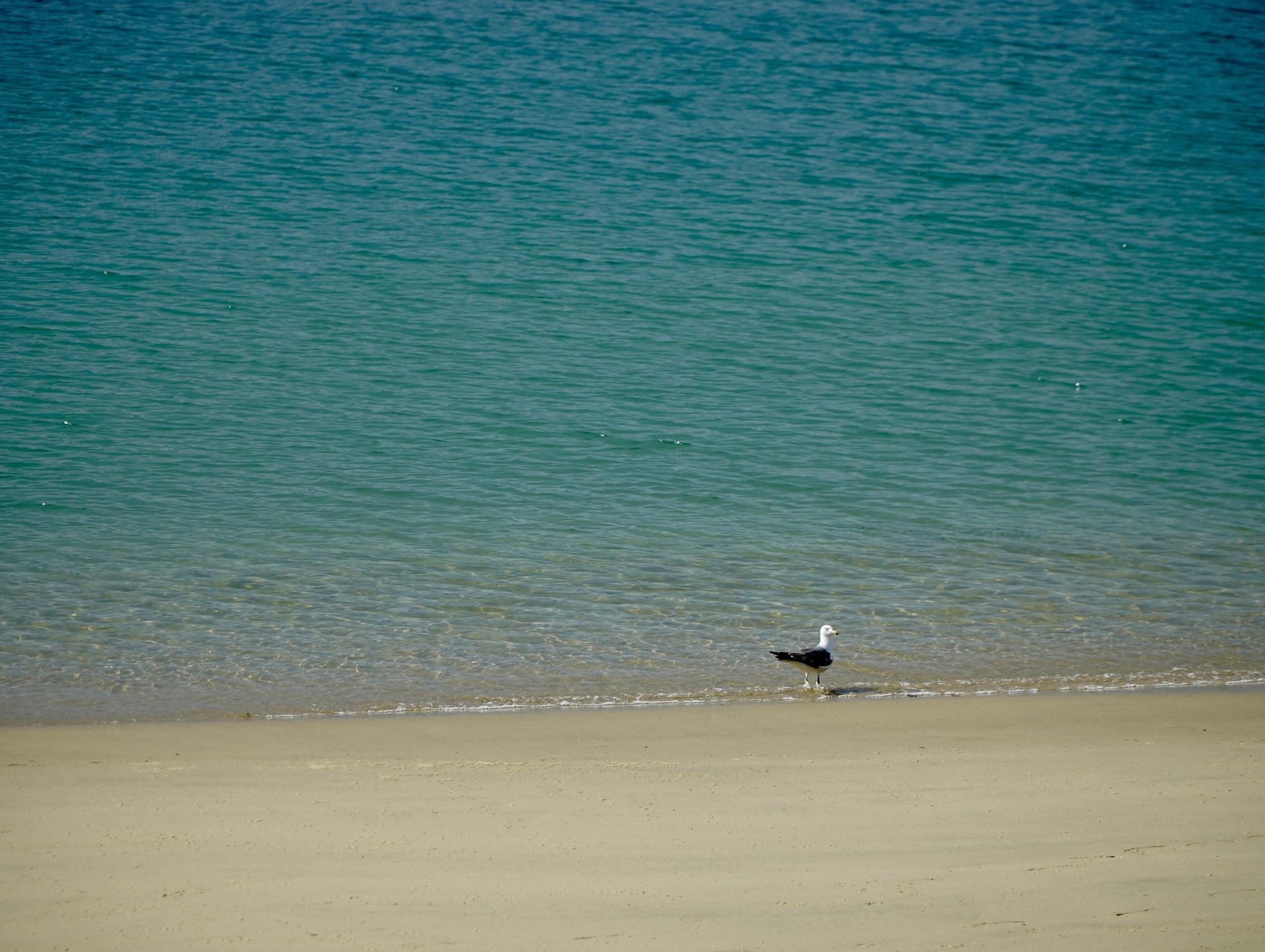青い海 白い砂 宮城県牡鹿郡女川町夏浜 Stand Up Paddleboard Go With Subaru スバルとの暮らしがもっと愉しくなる Note 青い海 白い砂 宮城県牡鹿郡女川町夏浜 Stand Up Paddleboard Go With Subaru スバルとの暮らしがもっと愉しくなる Note
