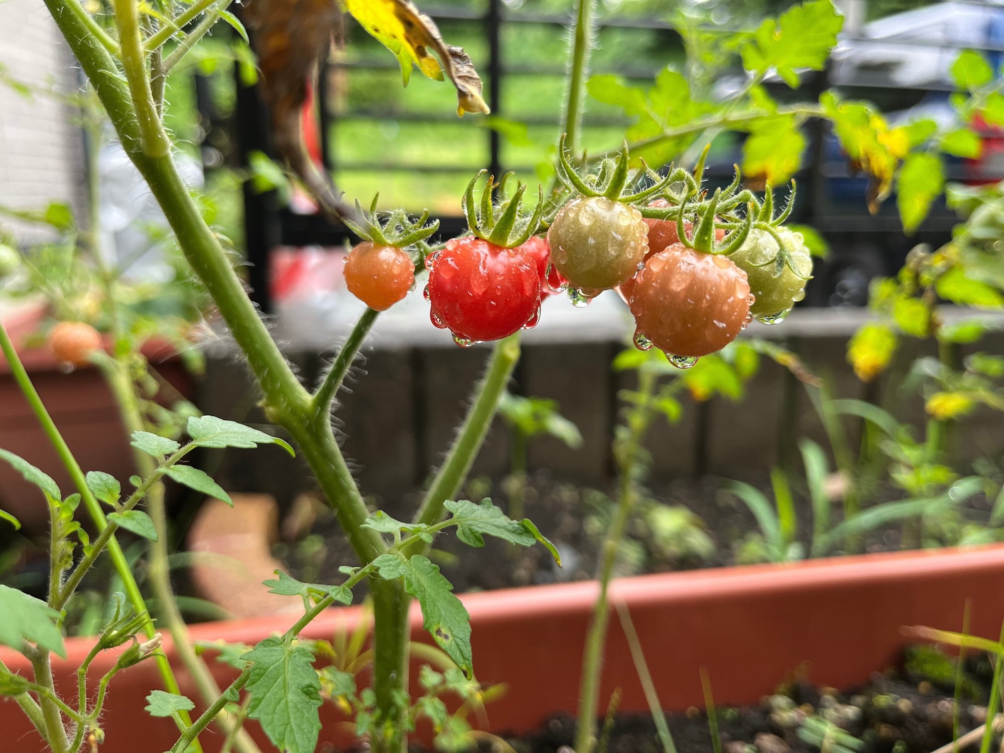家庭菜園 稲 原種トマト きゅうり かぶ キャベツ にんじん さつまいも 22 7 15 Nakada Shugo Note 家庭菜園 稲 原種トマト きゅうり かぶ キャベツ にんじん さつまいも 22 7 15 Nakada Shugo Note