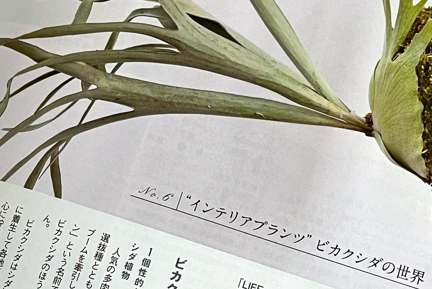 ビカクシダ ドルモンド☓広葉 中株 ビカクシダ ドルモンド☓広葉 中株