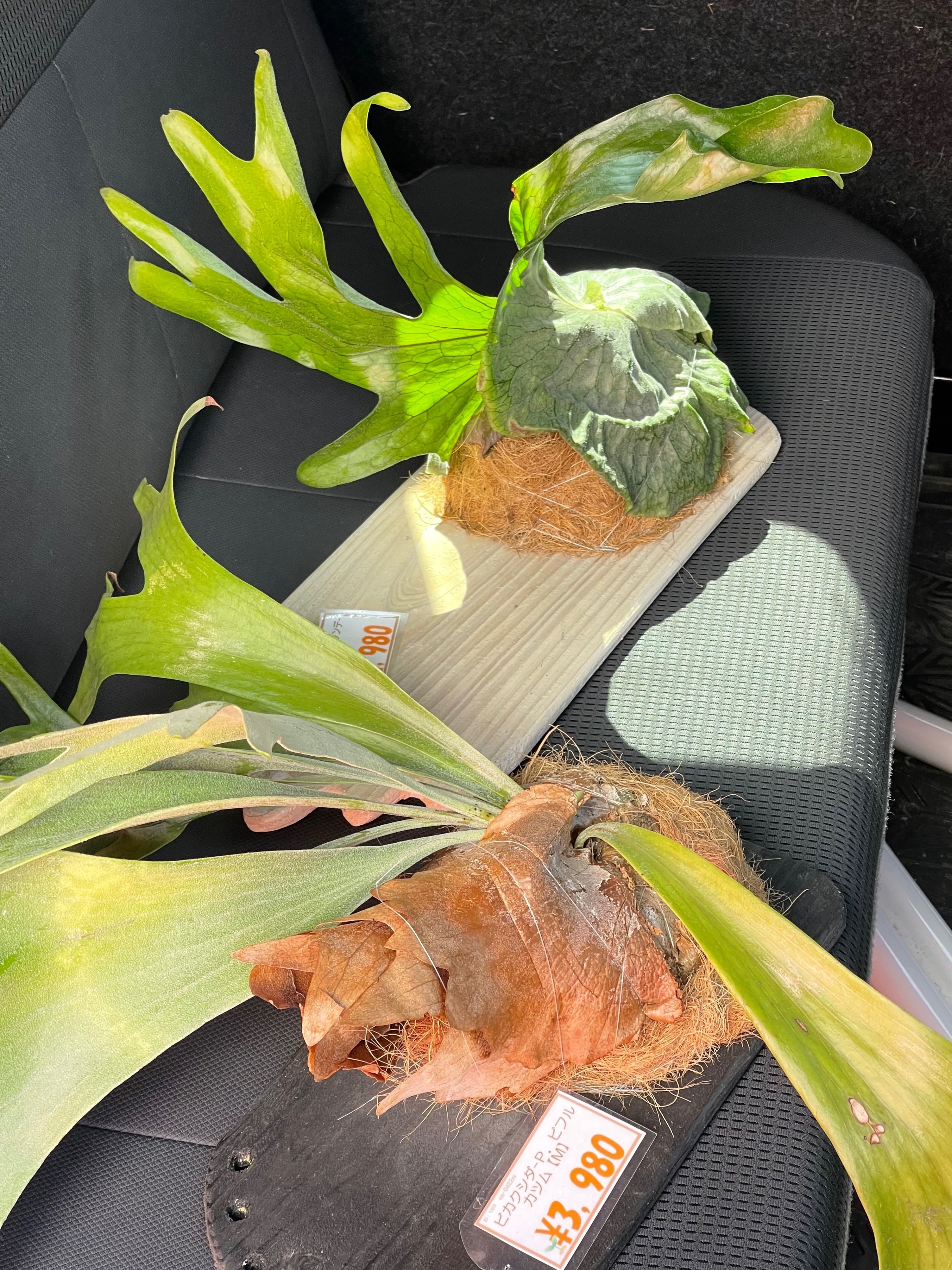 王道インテリアプランツ「ビカクシダ」の入り口【月刊アクアライフ 8月