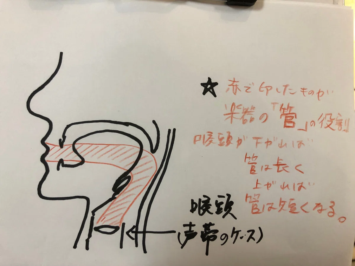はじめての声優学入門*7時限目「喉仏の位置で声の年齢、性別感が変わるのだっの巻」|Zen Voice Factory