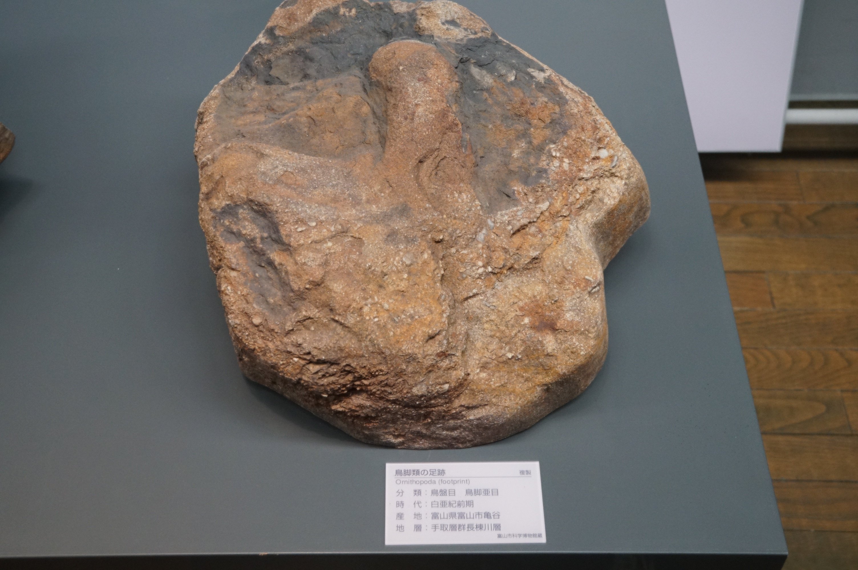 オオサンショウウオはなぜ生きた化石と呼ばれるか(2019/6/8初出 オオサンショウウオはなぜ生きた化石と呼ばれるか(2019/6/8初出