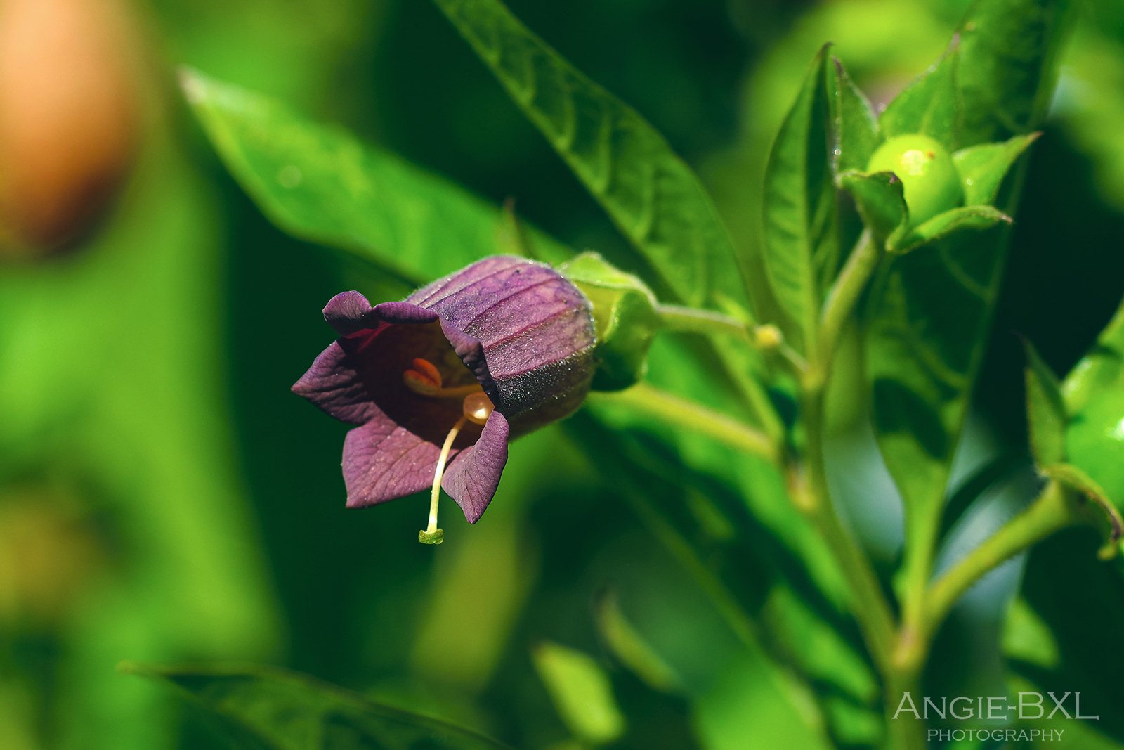belladonna 