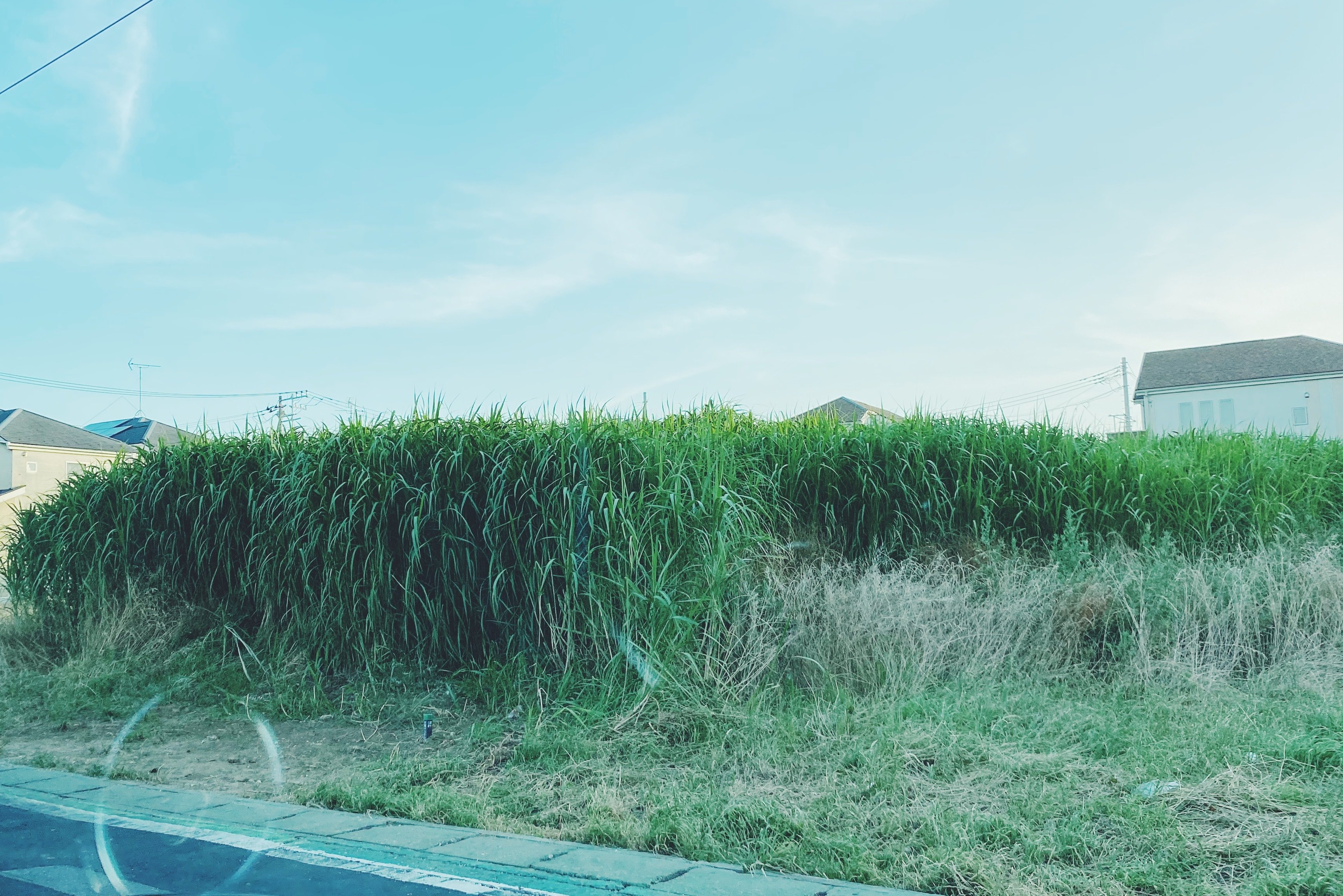 高THCサティバ株