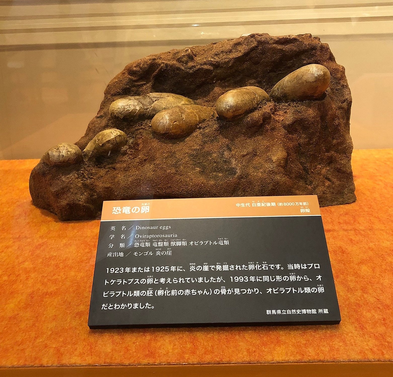 謎の化石(リツイテスと思われる) 謎の化石(リツイテスと思われる) 謎の化石(リツイテスと思われる)