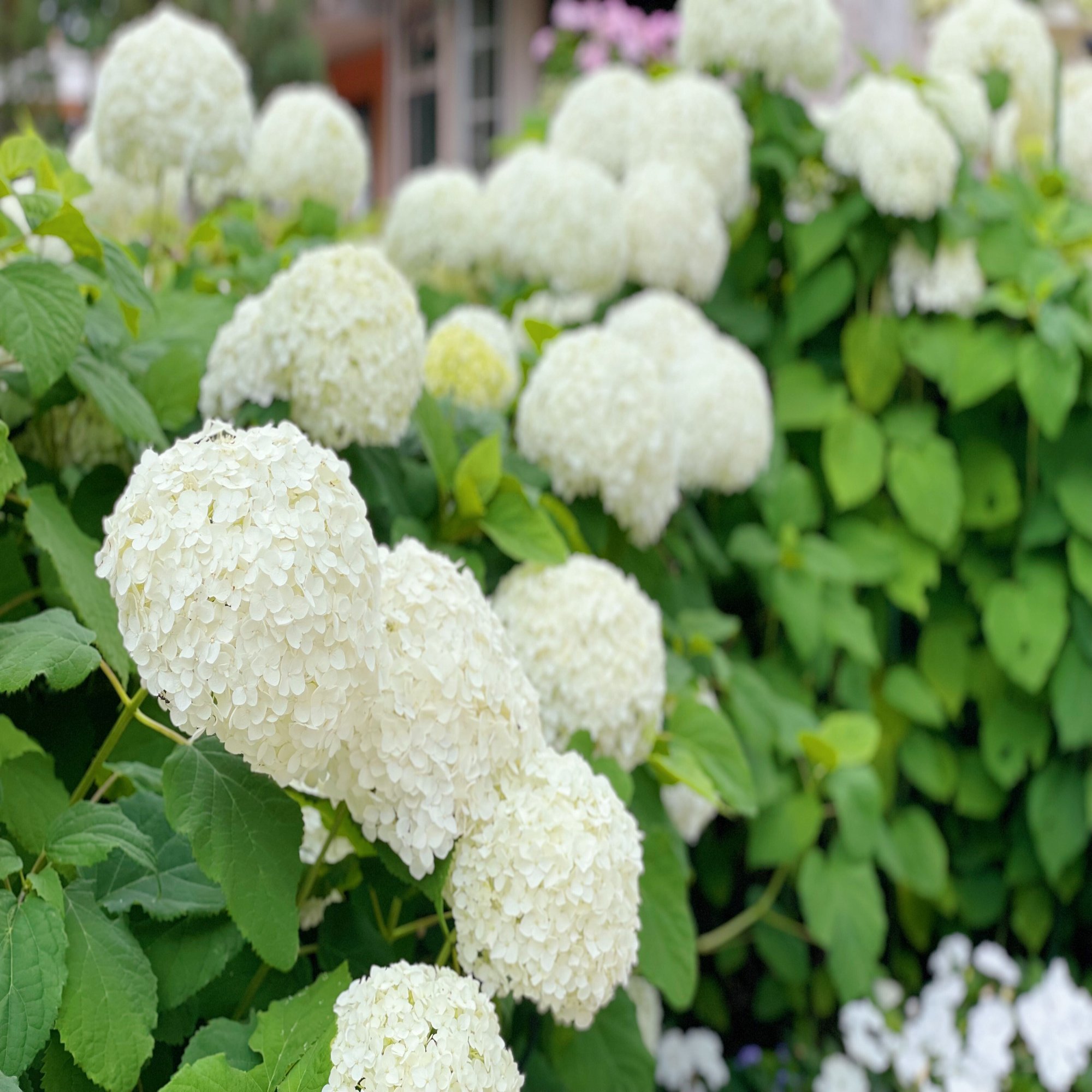 イベント報告 吉谷桂子さん公開ガーデニングワークデー 7月 星の王子さまミュージアム Note