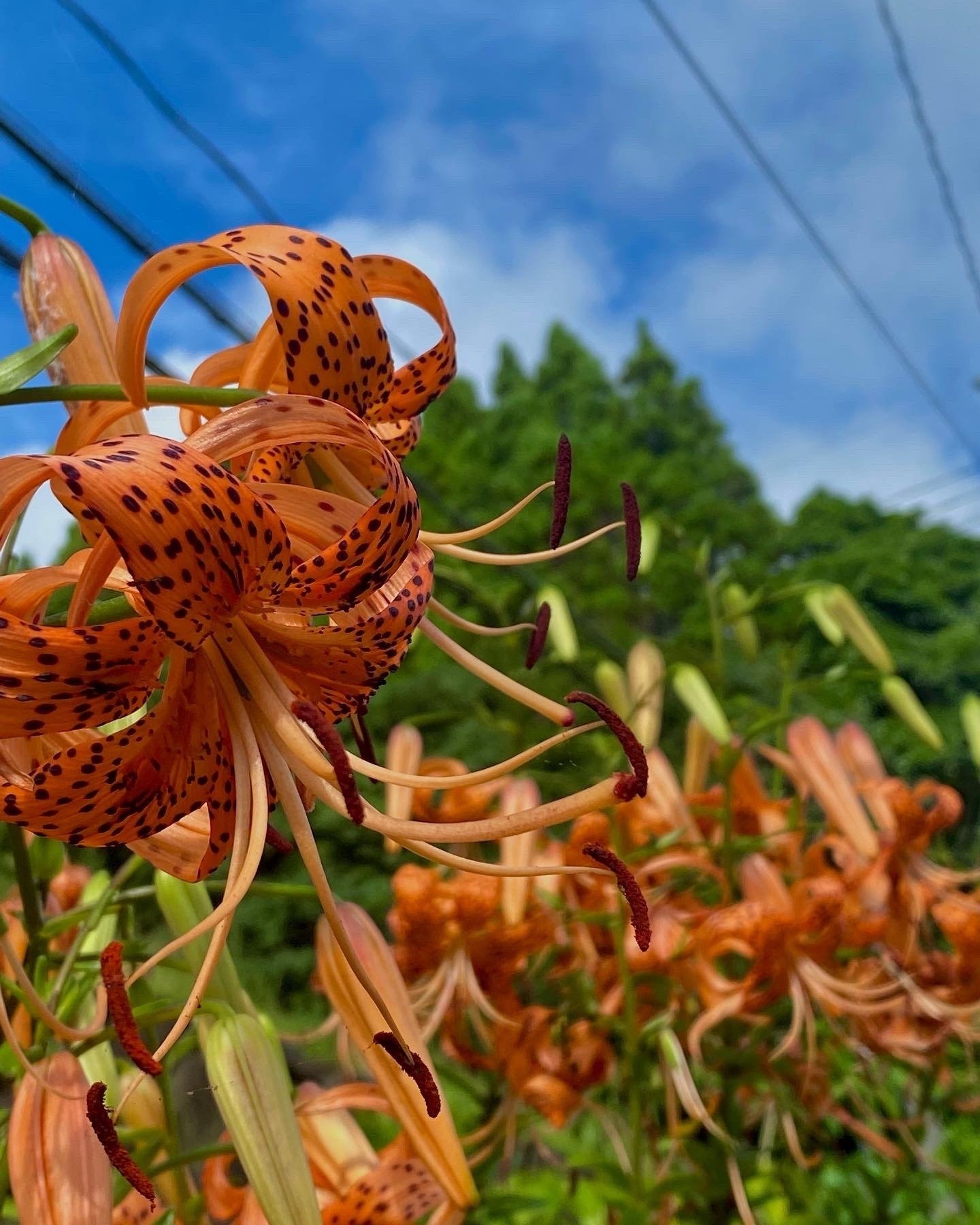 夏の庭からー日本の野に咲く『鬼百合』と『鹿子百合』｜haco