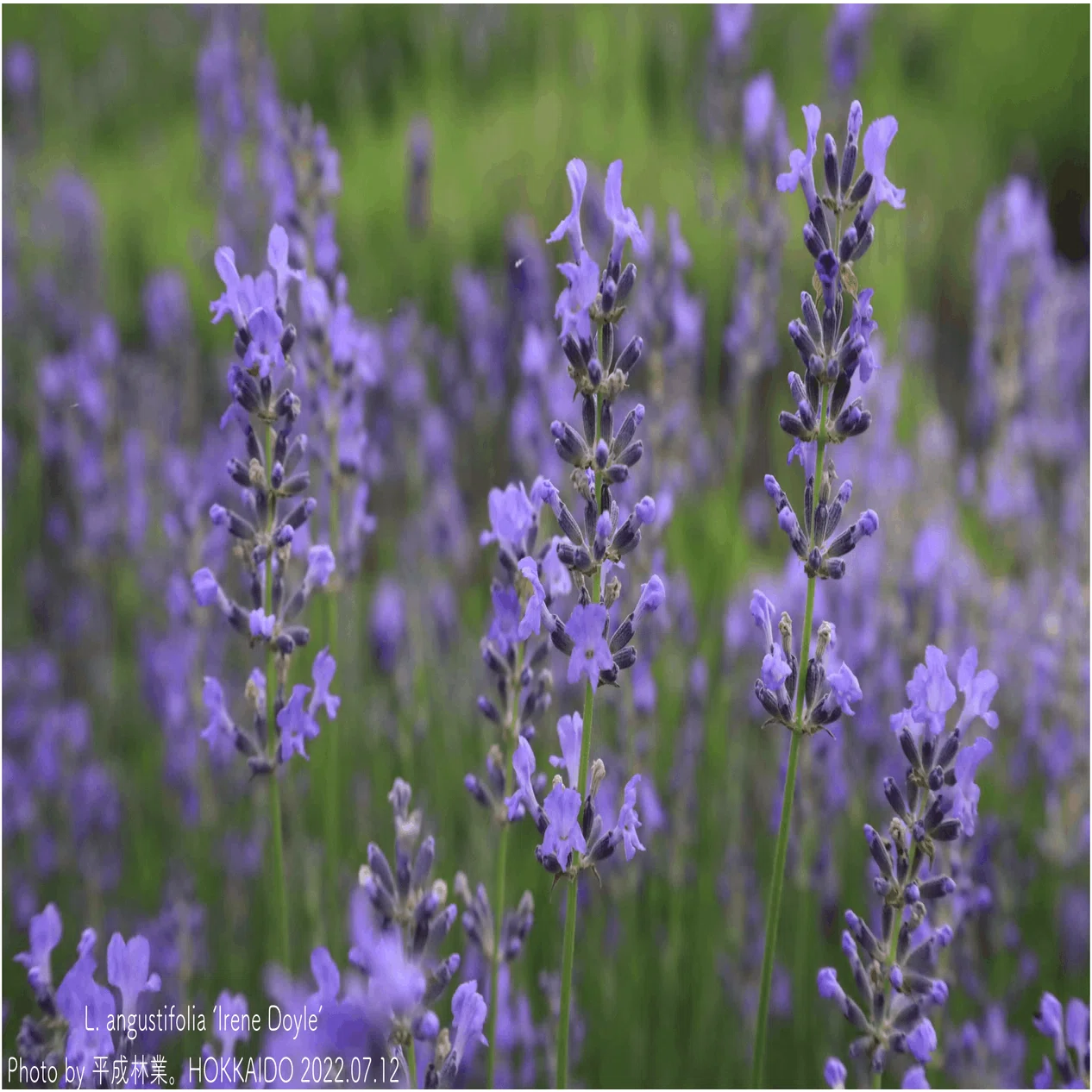 【凛花】まわりっ子L/【Calen Blosso】薄グレー台　ラベンダーＬ 蒸留日記vol.42】日本で手に入るアメリカ品種ラベンダーのイレーネ