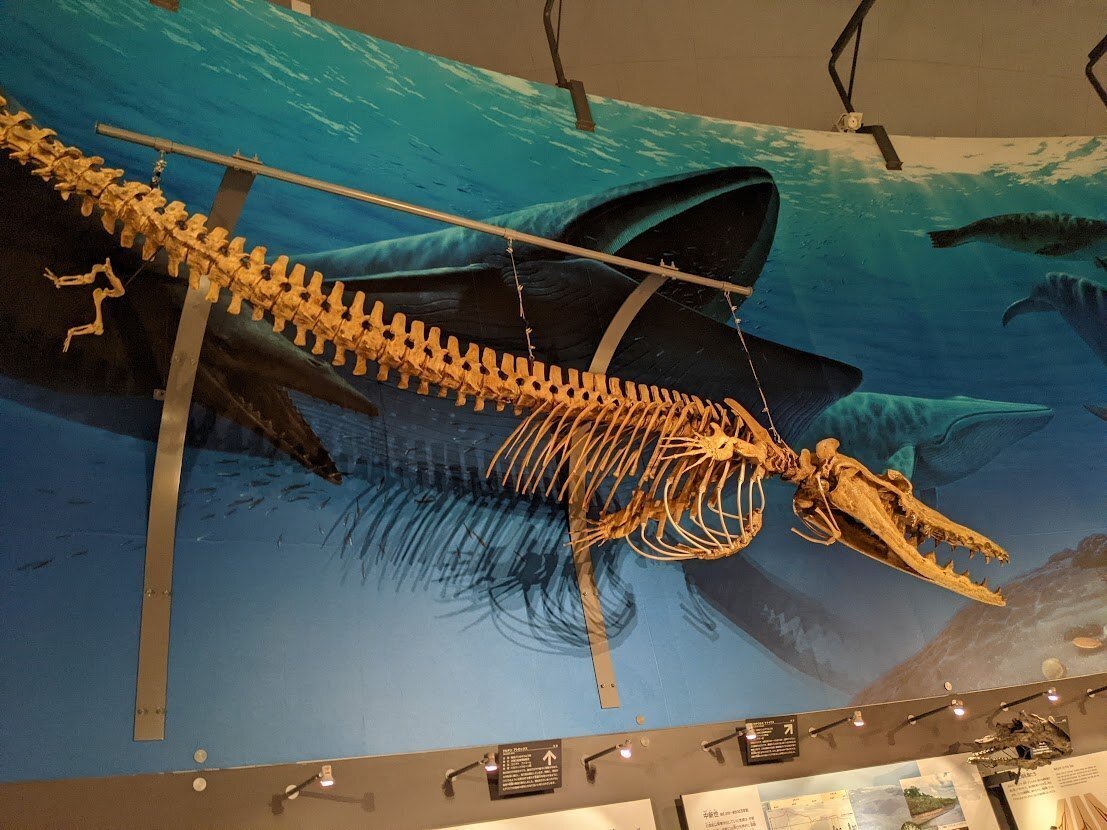 写真 海獣類 福井県立恐竜博物館｜びぶ