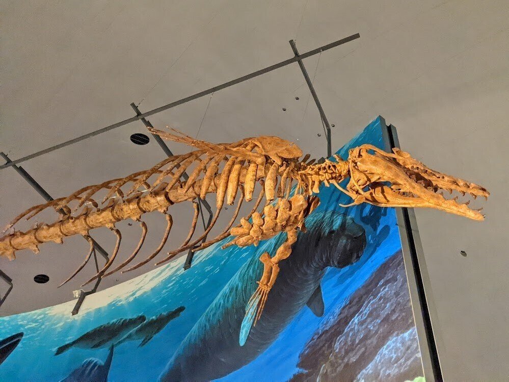 写真 海獣類 福井県立恐竜博物館｜びぶ