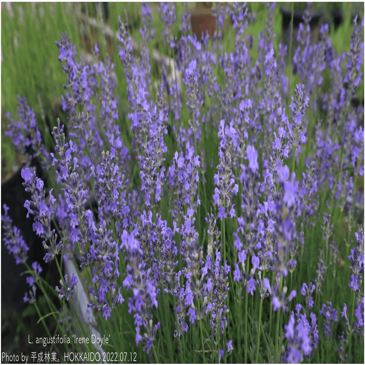 蒸留日記vol.42】日本で手に入るアメリカ品種ラベンダーのイレーネ