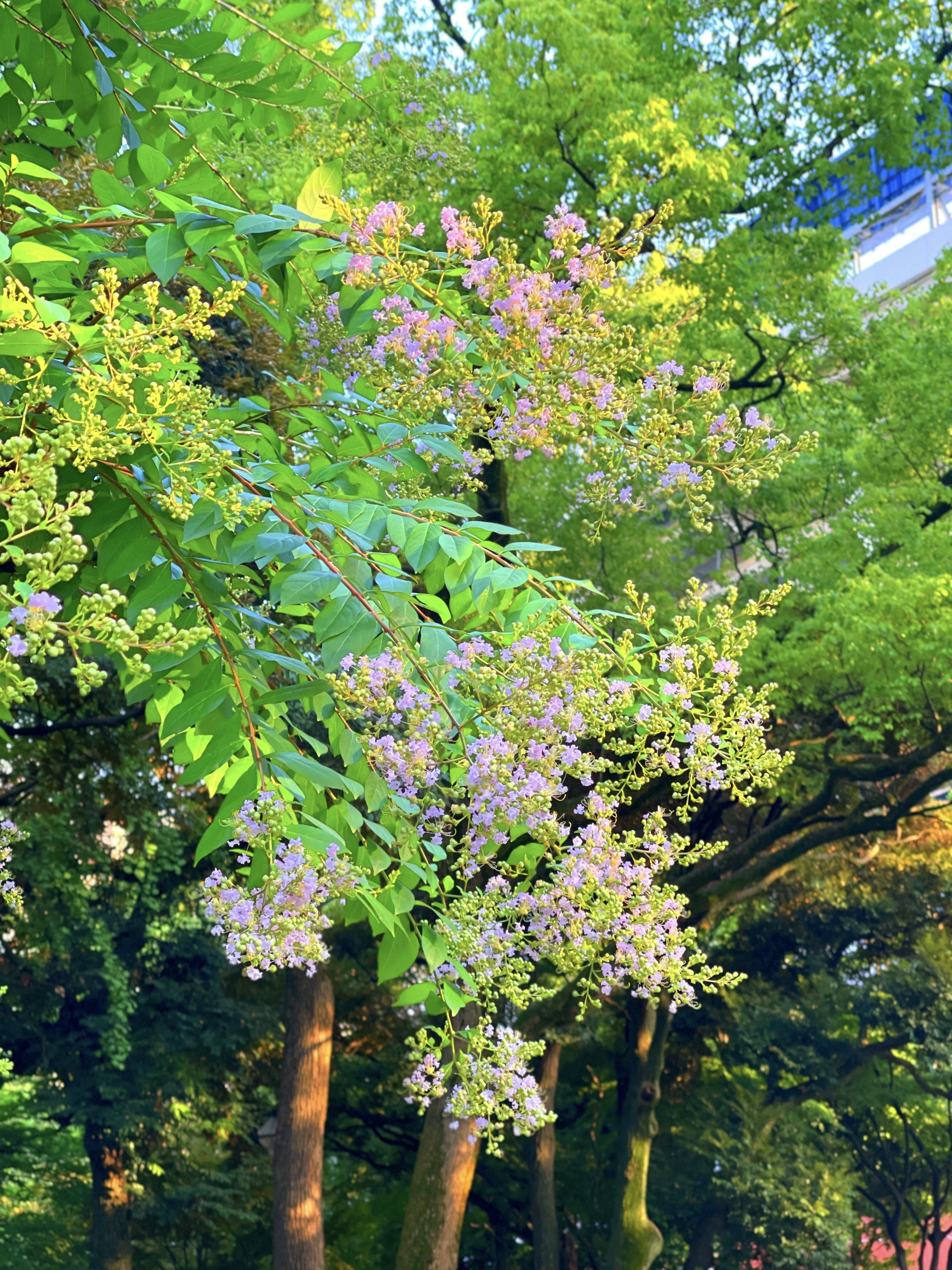 横浜公園 百日紅 きんさん Note