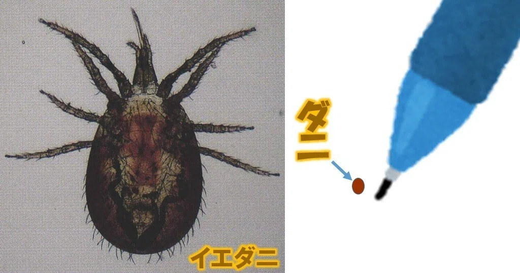 原因不明の虫刺されの多くは「ダニ」|花川博義 〔皮膚科専門医〕