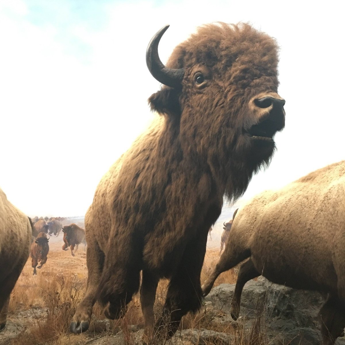 のみご ヤフオク リアルなブラックバッファロー バイソン頭部 ウ のメールは Shineray Com Br