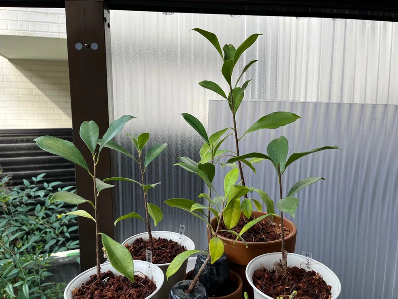 家の植物 ガジュマル パイナップル 22 7 21 Nakada Shugo Note