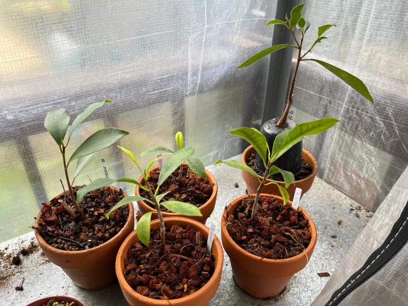 家の植物 ガジュマル パイナップル 22 7 21 Nakada Shugo Note