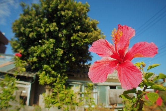 ハイビスカスの花言葉 新しい恋 大山善次郎 Note