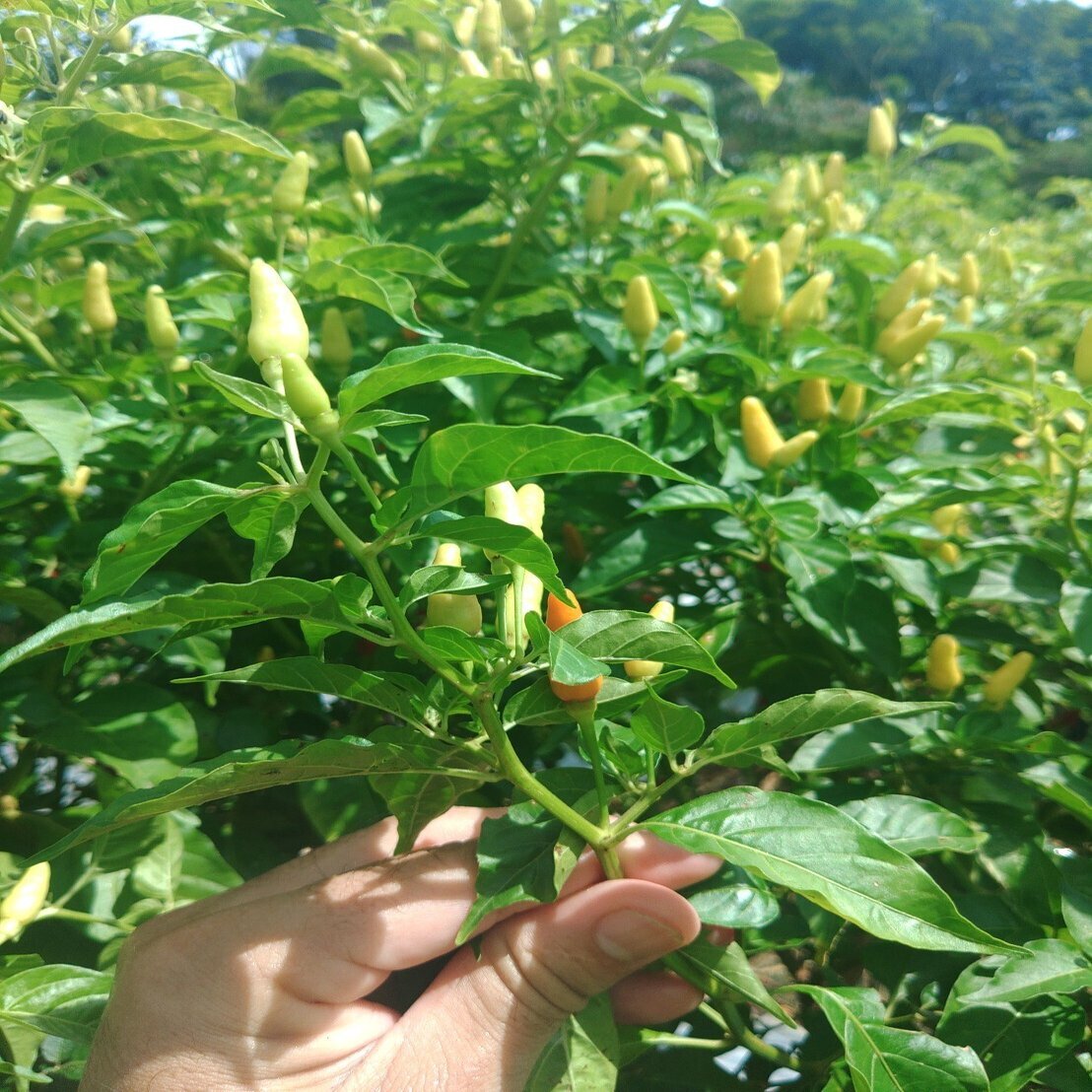 意外と売れる 島とうがらしの栽培方法 ミズグチスイデンクレ村長 Note