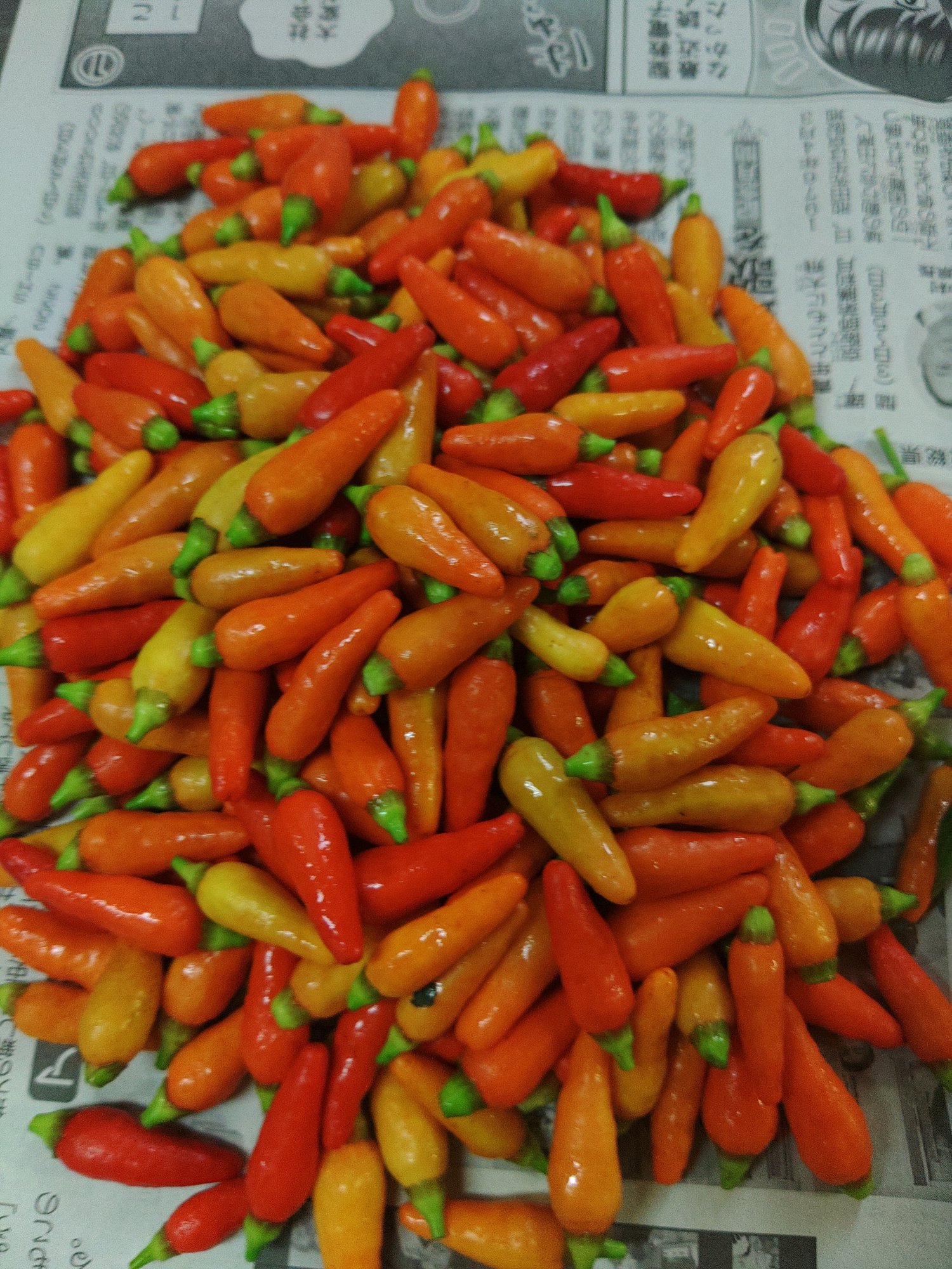 意外と売れる 島とうがらしの栽培方法 ミズグチスイデンクレ村長 Note 意外と売れる 島とうがらしの栽培方法 ミズグチスイデンクレ村長 Note