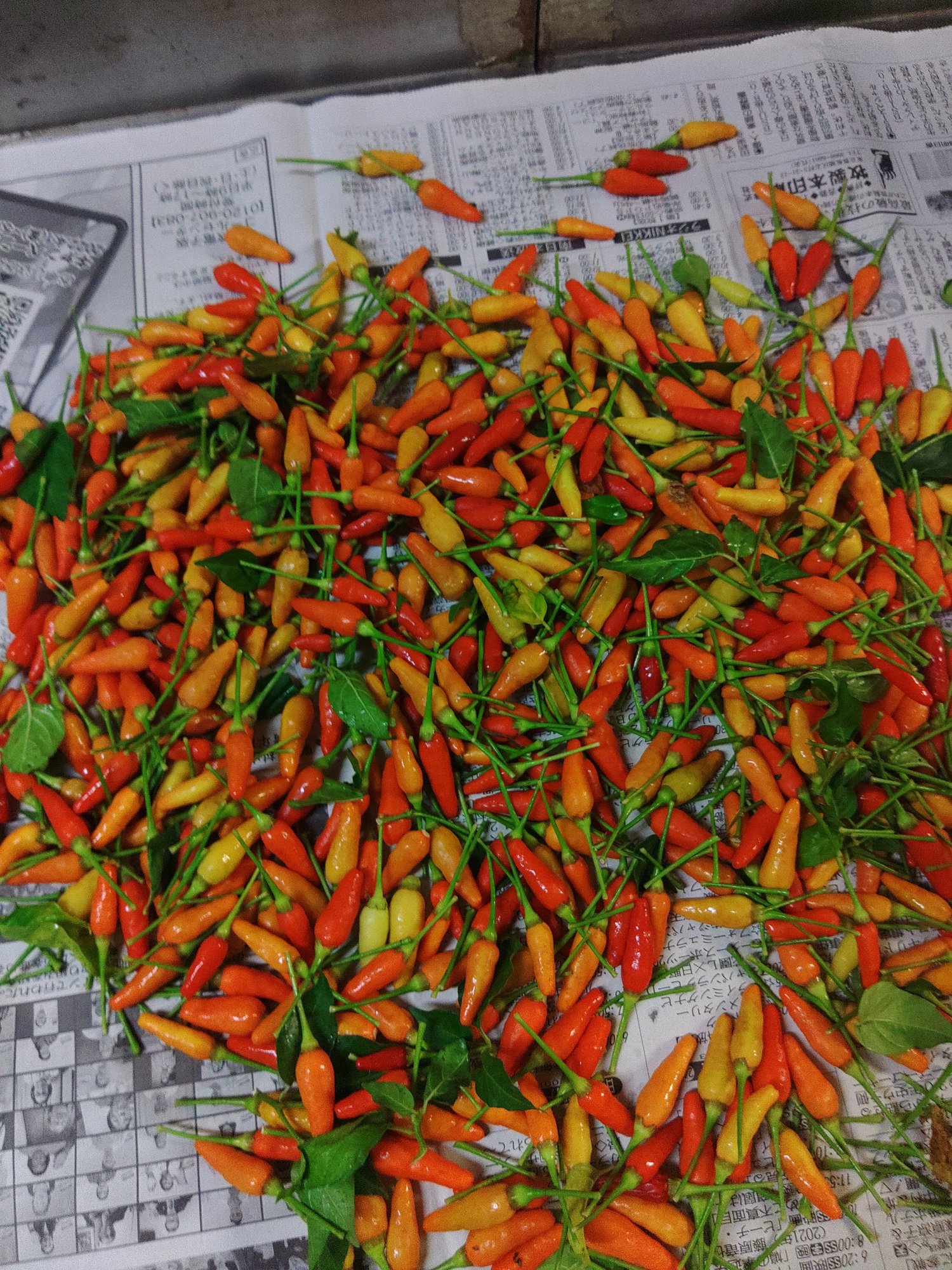 意外と売れる 島とうがらしの栽培方法 ミズグチスイデンクレ村長 Note 意外と売れる 島とうがらしの栽培方法 ミズグチスイデンクレ村長 Note