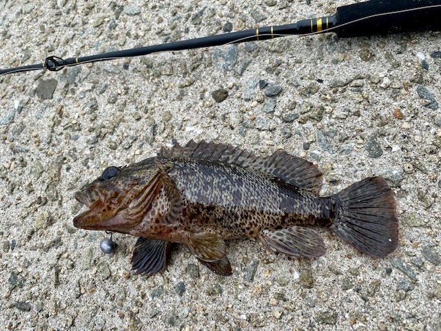 淡路島丸山周辺で２０cmの巨大ソイが穴釣りで釣れました 龍キング 釣り Note