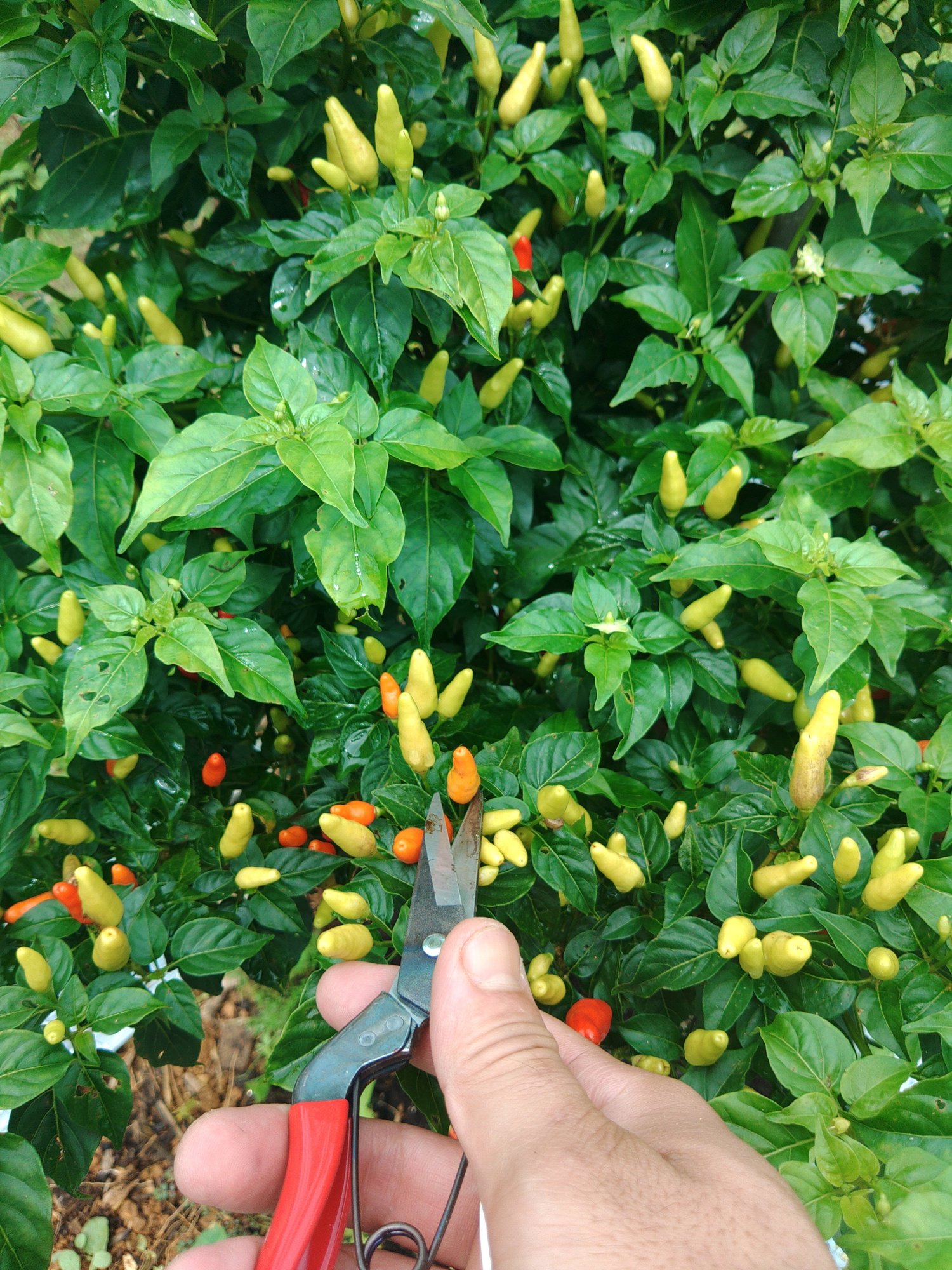 意外と売れる 島とうがらしの栽培方法 ミズグチスイデンクレ村長 Note 意外と売れる 島とうがらしの栽培方法 ミズグチスイデンクレ村長 Note