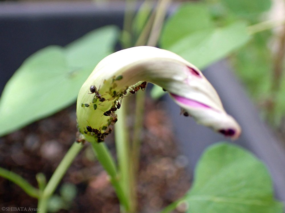 庭 西洋朝顔ヘブンリーブルーの蕾 芝田文乃 Note