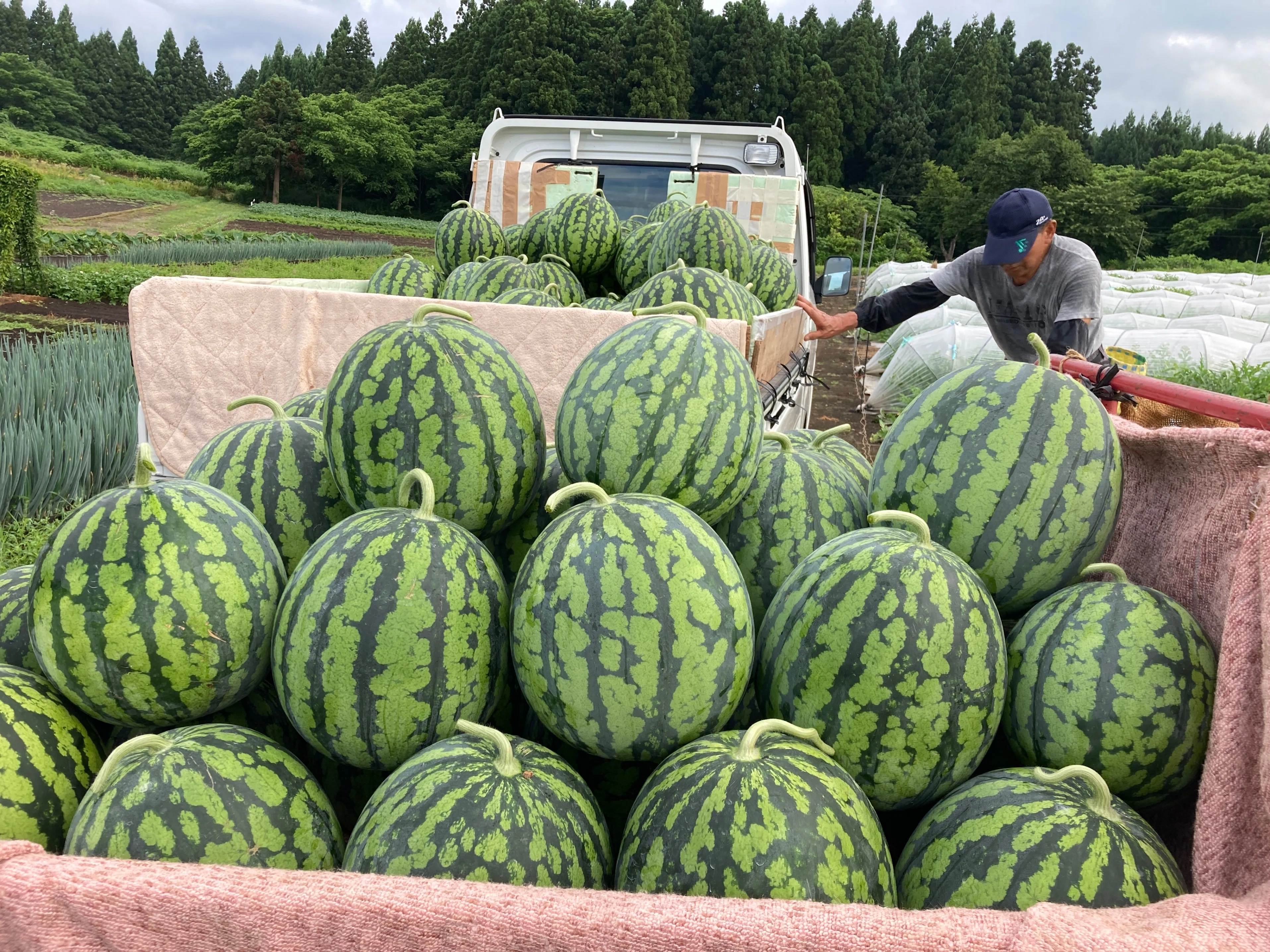 大玉すいか絶好調🍉🍉🍉｜JAうご公式note【なぇんもねんしども】