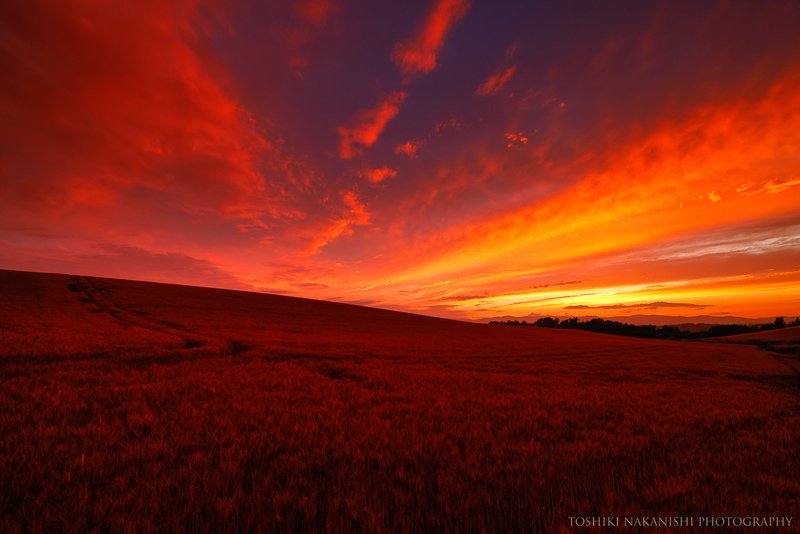 黄金色に実った小麦畑を  目を見張る夕焼け空が 赤く染める夕刻