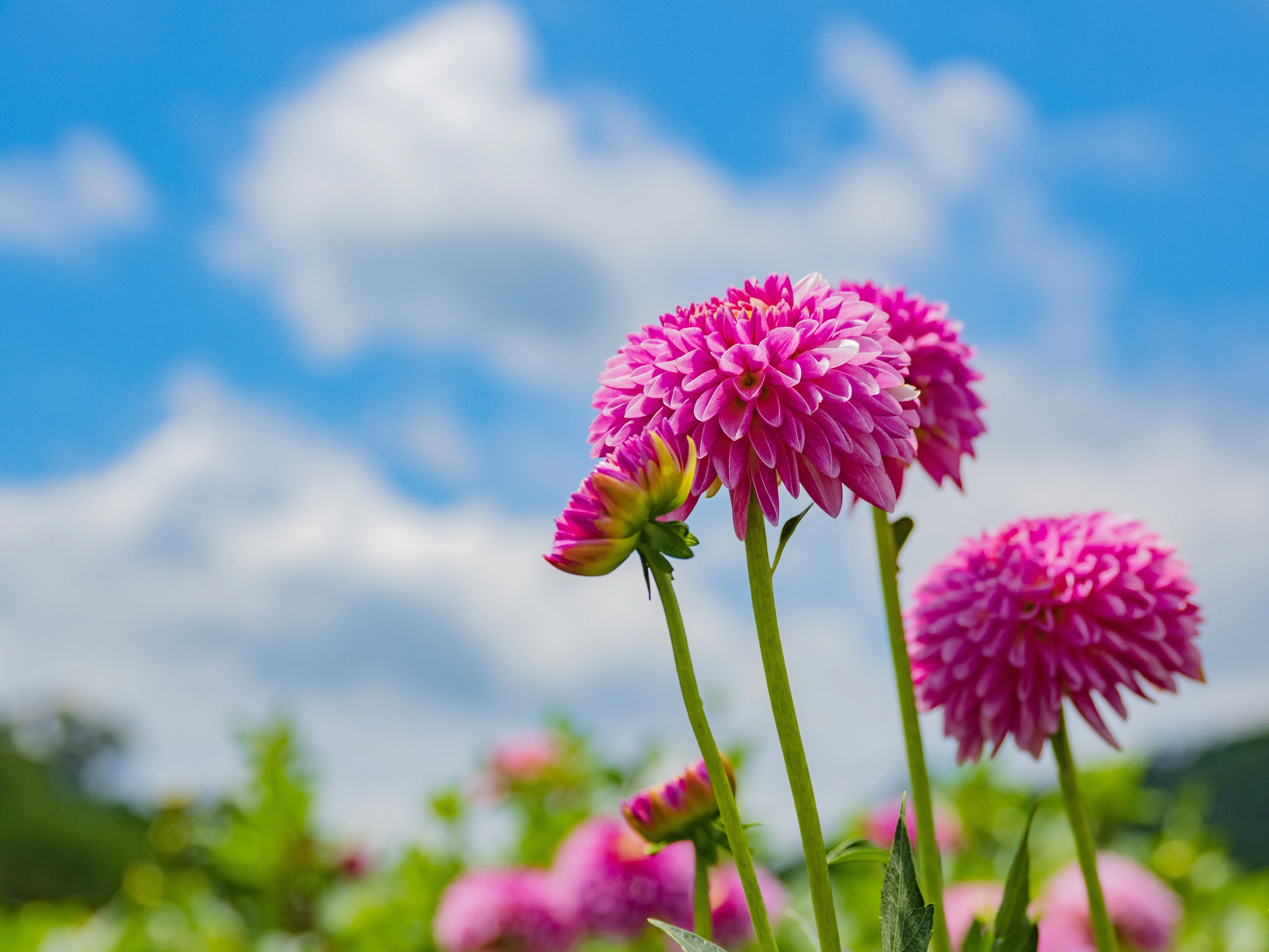 Takarazuka Dahlia Garden｜KATSUMI