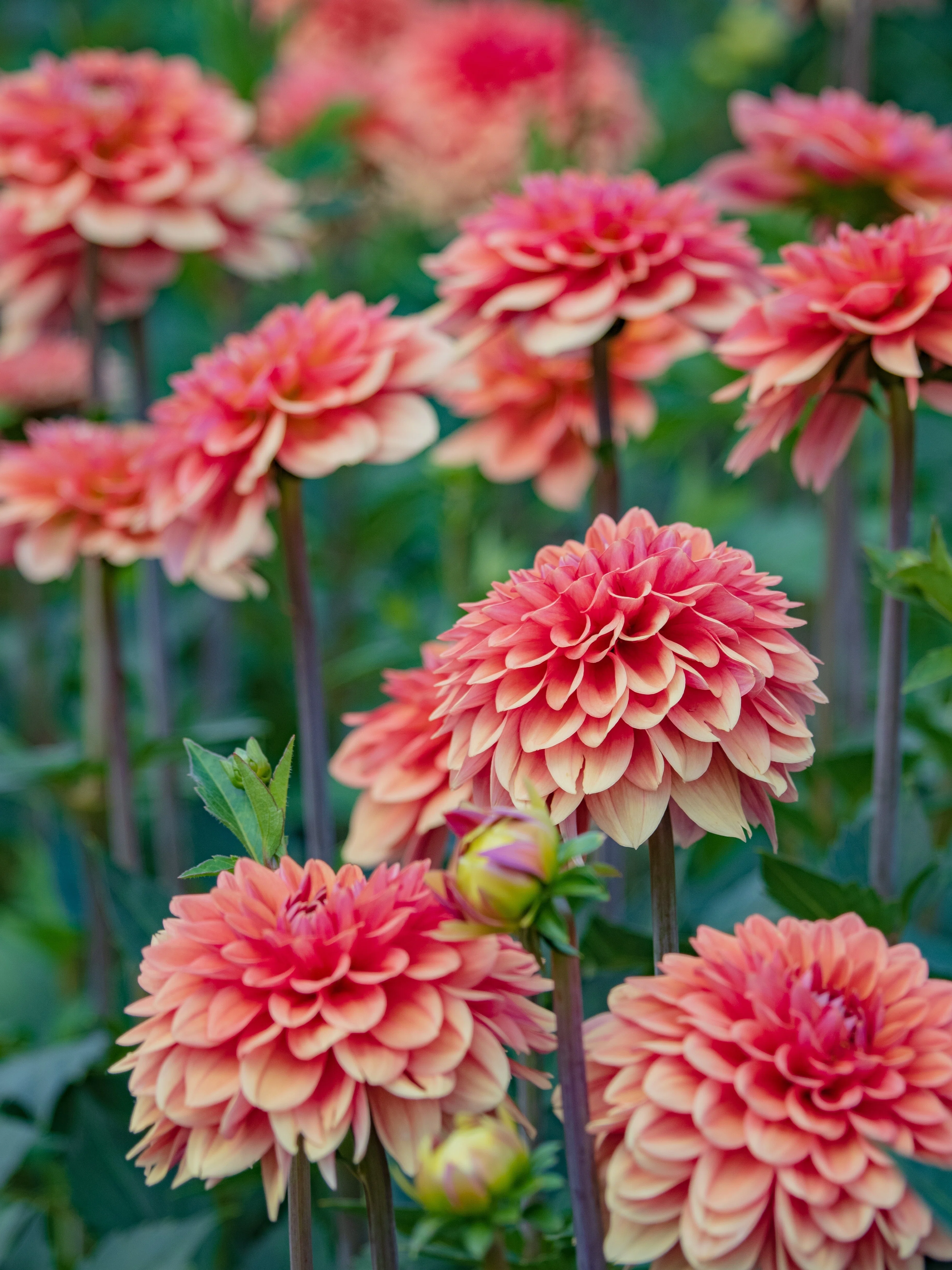 Takarazuka Dahlia Garden｜KATSUMI