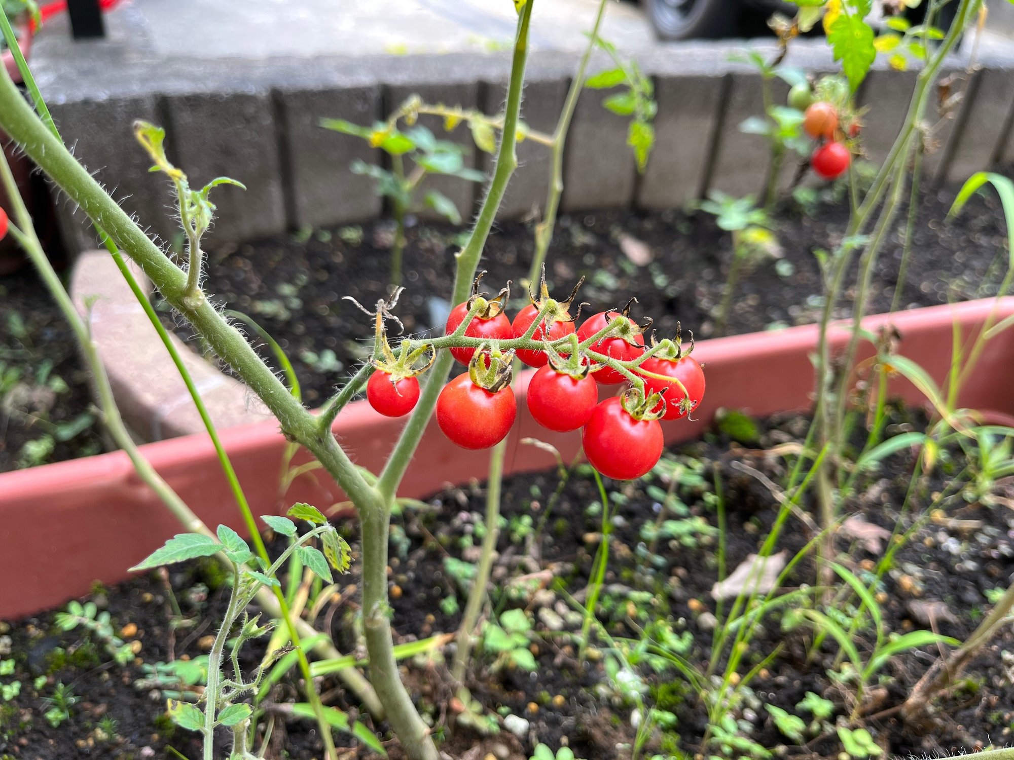 家庭菜園 原種トマト初収穫 22 7 22 Nakada Shugo Note 家庭菜園 原種トマト初収穫 22 7 22 Nakada Shugo Note