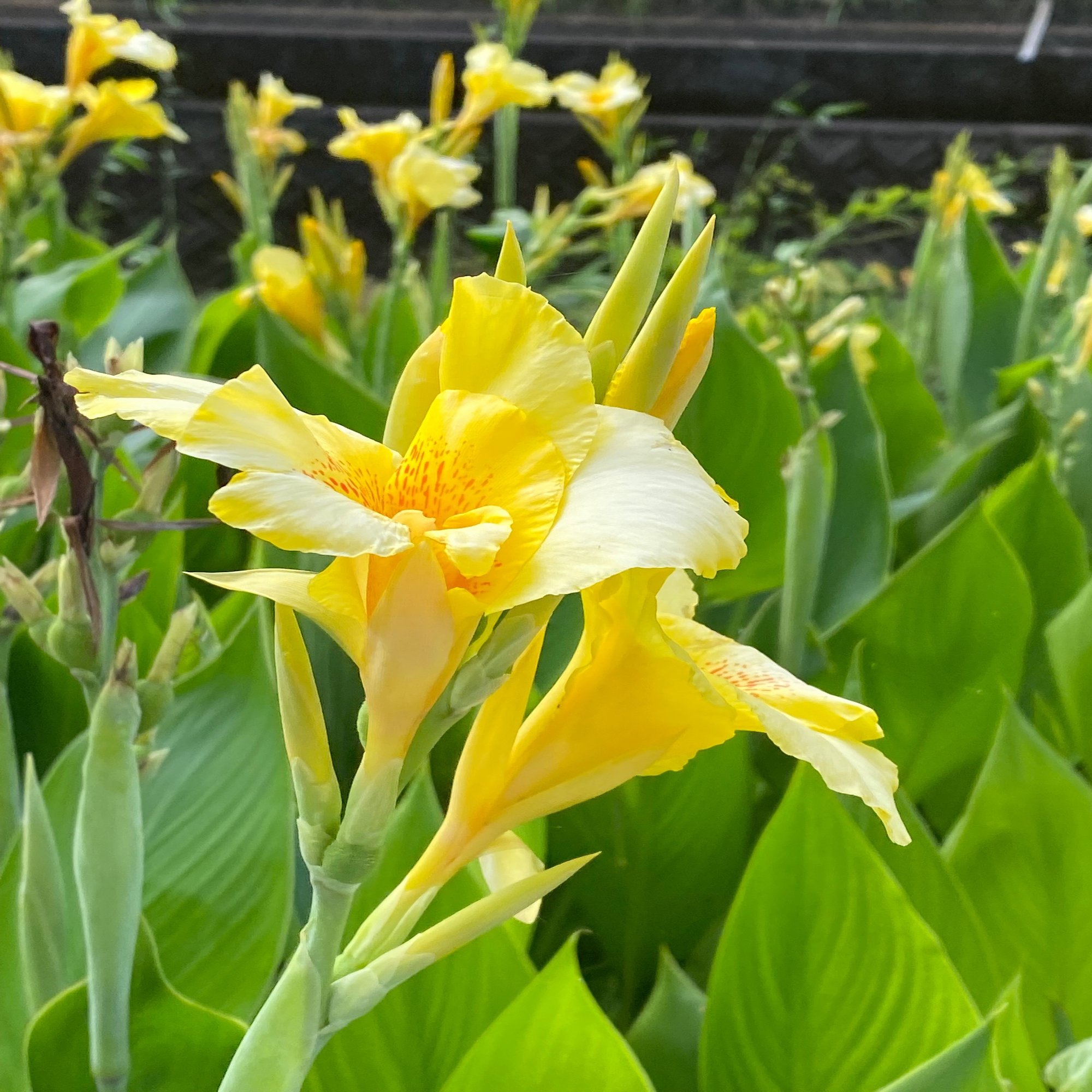 南国鹿児島の南国ぽい植物の話ーおばあちゃんの 花カンナ Haco ガーデンプランナー 庭のある暮らし植物のある暮らし Note