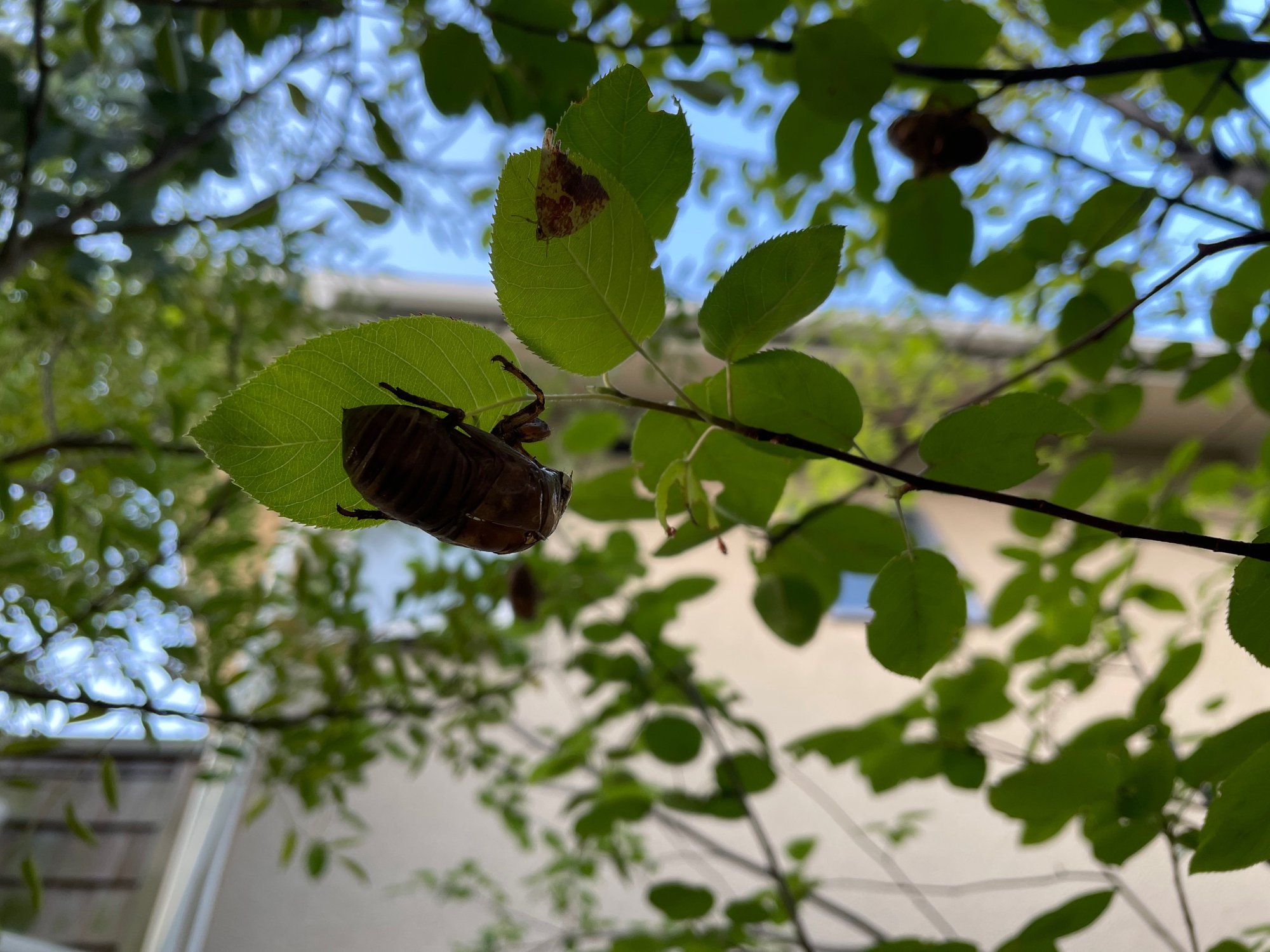 蝉の抜け殻 Yueise Note 蝉の抜け殻 Yueise Note