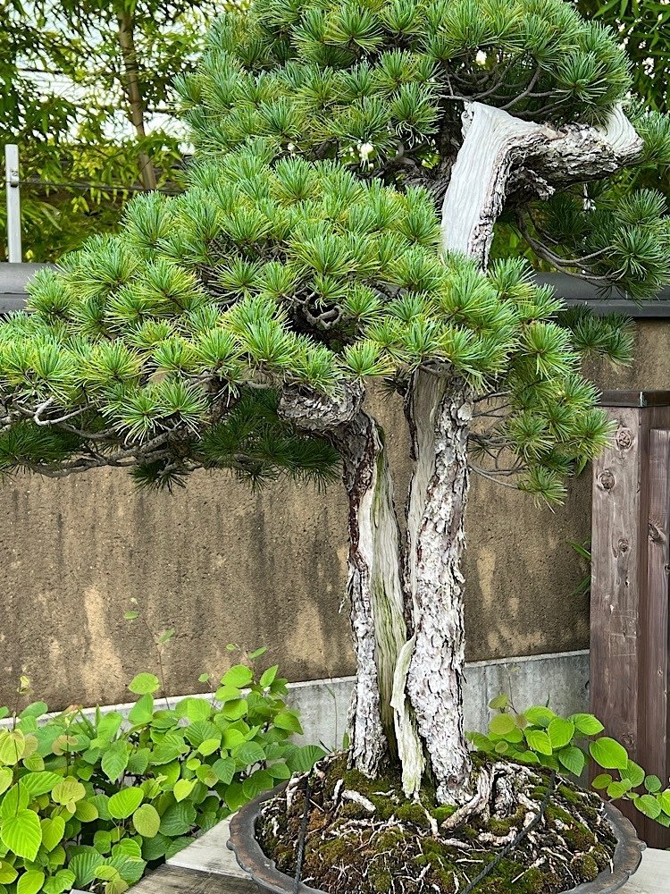 銘木 樹齢300年二股のもちの木